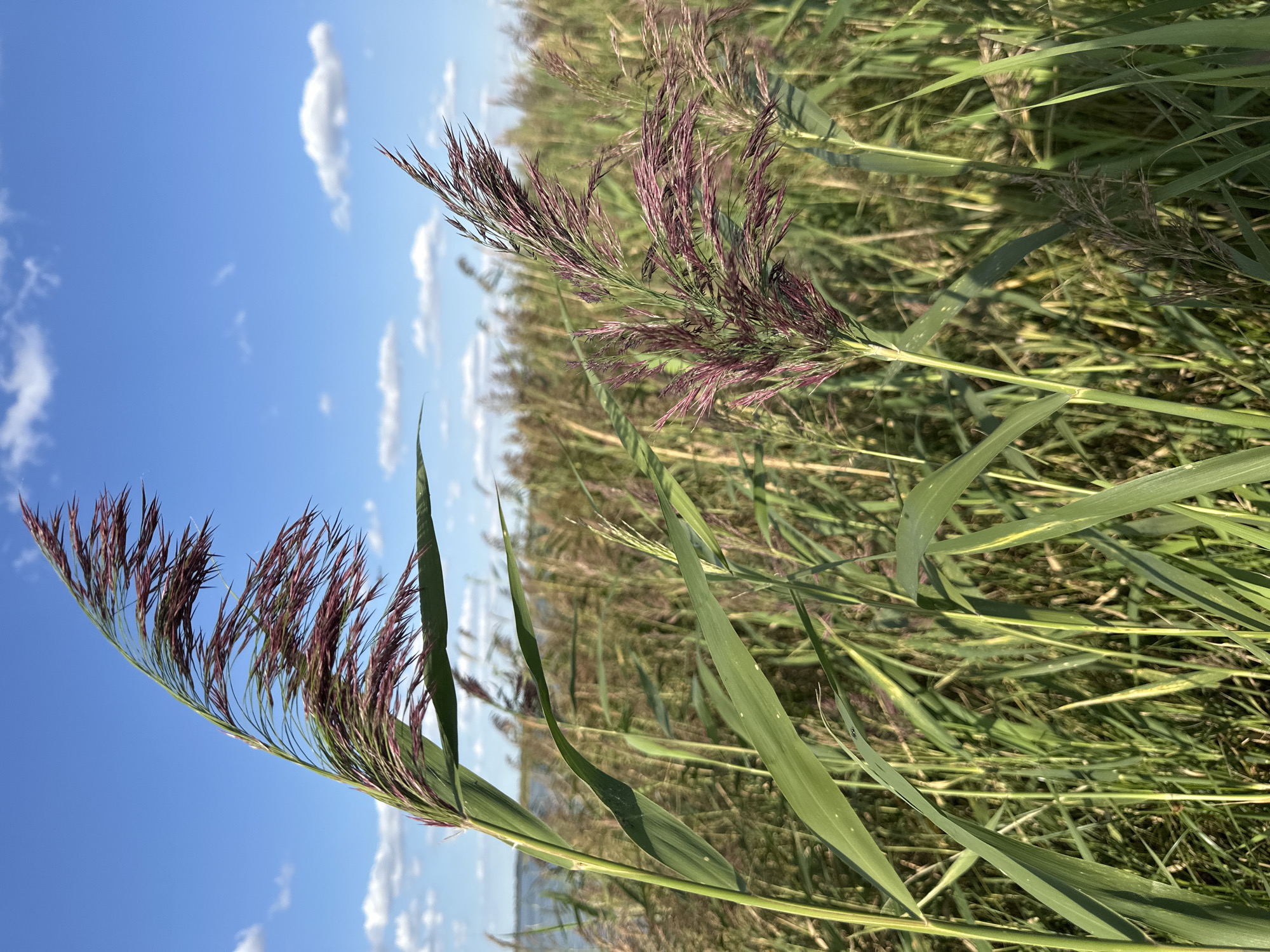 The image depicts a close-up view of tall reeds with feathery, purplish-brown seed heads swaying gently. The reeds are predominantly green with long, slender leaves. In the background, a dense field of similar reeds stretches towards a body of water, which appears to be a lake or river. The sky above is a vibrant blue with scattered white, puffy clouds. The lighting suggests it is a sunny day. There are no people or animals visible in the frame. The scene is natural and appears to be an outdoor environment, likely a wetland or marsh area. The location is specified as Tsabeleuka, Kazakhstan.