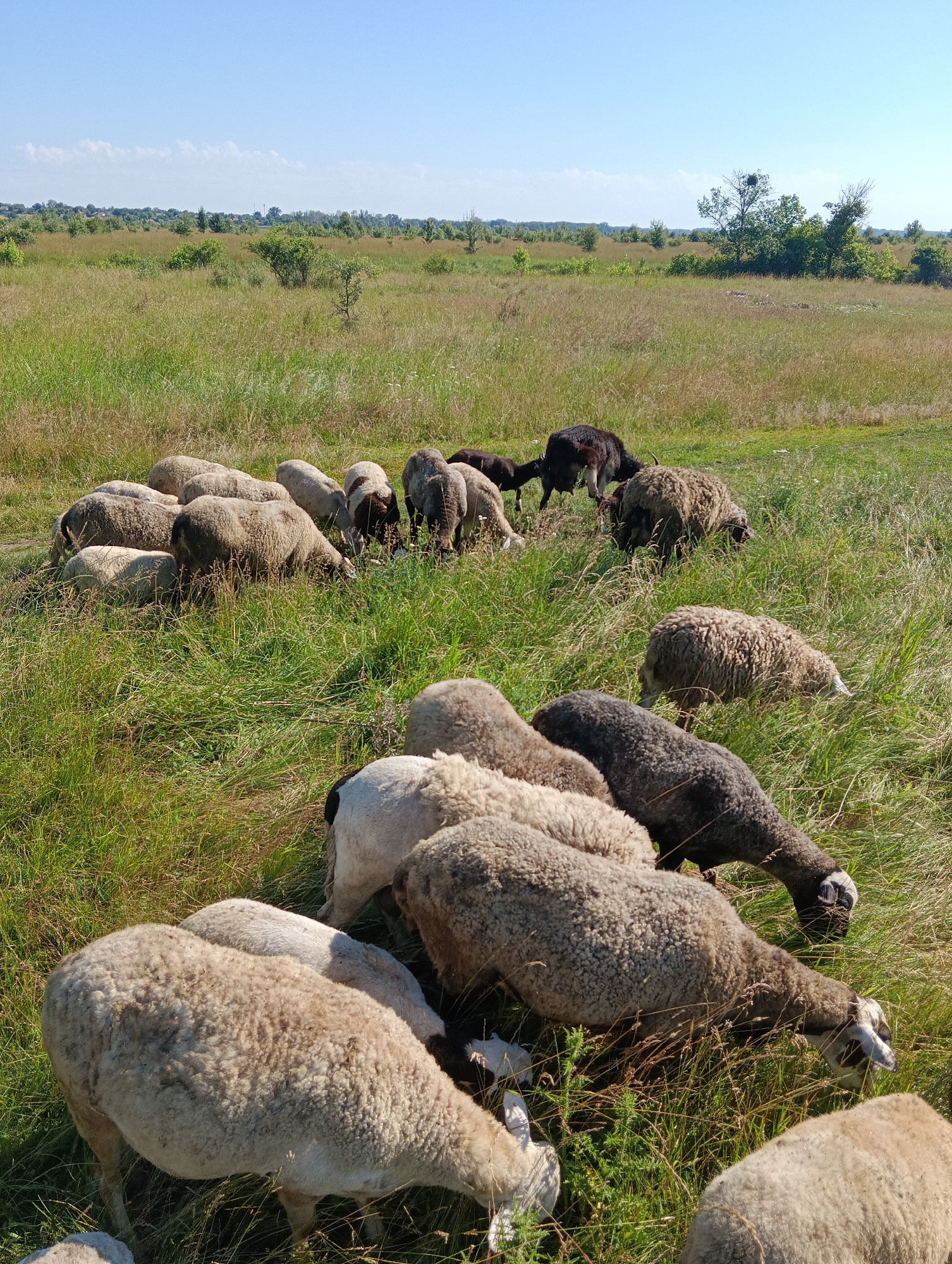 A flock of sheep grazes in a grassy field under a clear blue sky. The sheep are of various colors, including white, brown, and black, and some are actively eating grass while others are resting. The field is covered in tall, green grass with some dry patches and scattered wildflowers. In the background, there are trees and bushes, and a faint line of buildings can be seen in the distance, suggesting the presence of a rural or suburban area. The lighting indicates it is daytime, likely late morning or early afternoon.