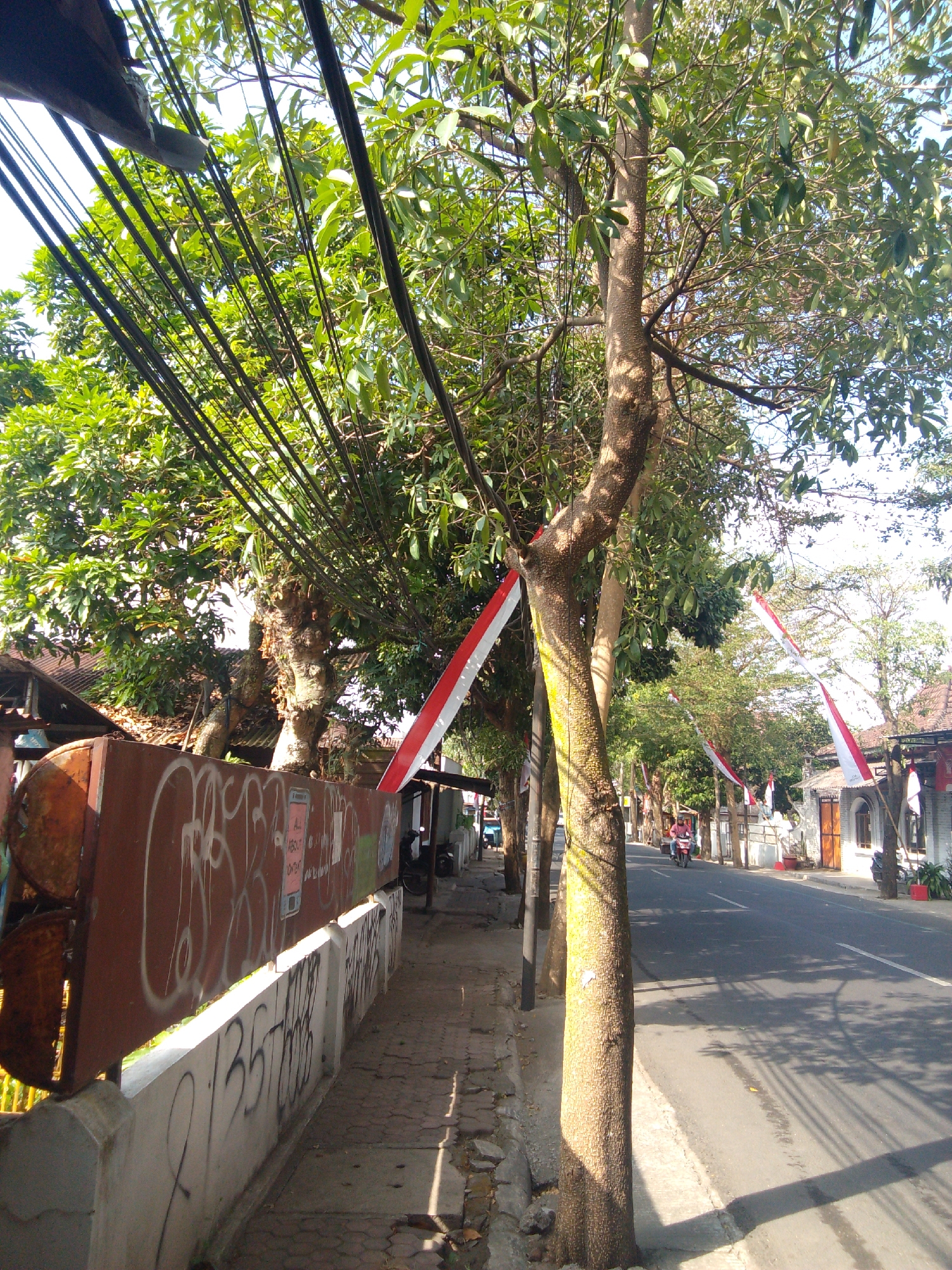 The image depicts a street scene in Trenggalek, Indonesia, likely during daylight hours as indicated by the bright sunlight and shadows. On the left side of the image, a concrete sidewalk runs parallel to the road. A red metal fence with graffiti is visible behind the sidewalk. Several trees line the sidewalk, their branches extending over the path and the road. Red and white Indonesian flags are draped on some of these trees, suggesting a national celebration or event. Power lines are strung across the scene, supported by poles or attached to the trees.
The road itself is paved asphalt with a white dividing line. A person on a red motorcycle is riding down the road. On the right side of the road, buildings with tiled roofs are visible, some featuring white walls and decorative architectural elements. The environment appears to be a moderately developed urban or semi-urban area with a mix of residential and commercial structures, and abundant greenery. The overall impression is one of a typical street in a warm, sunny climate.