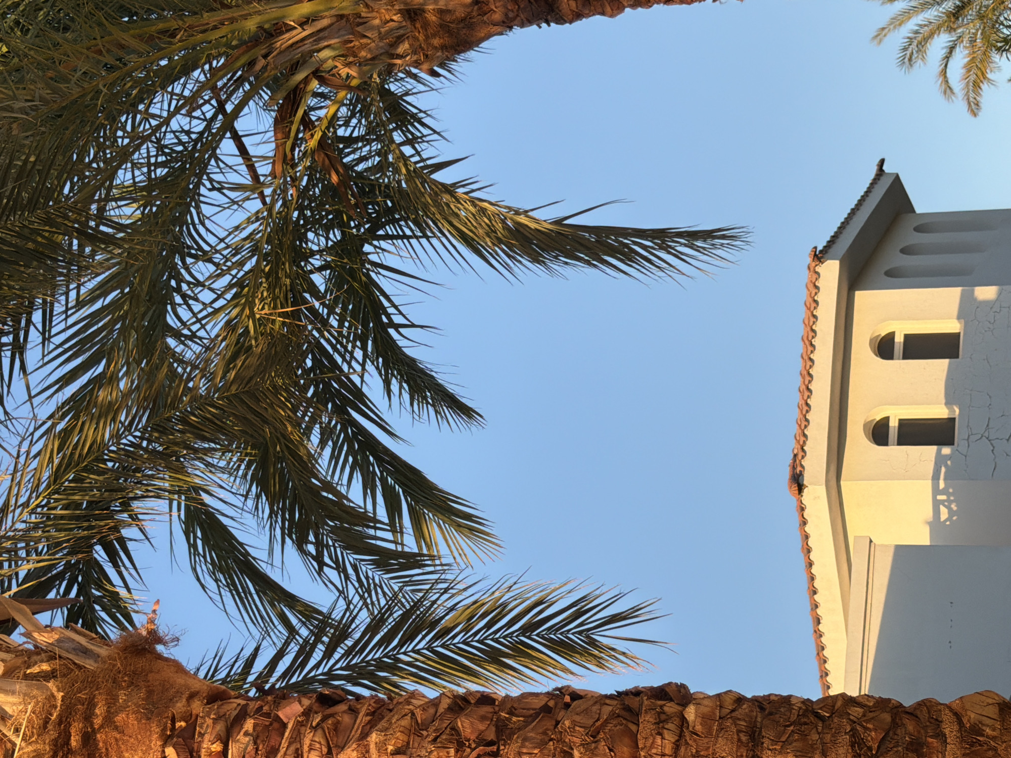 This is a low-angle shot of palm fronds against a clear blue sky, with a building visible on the right. The palm fronds, some dark green and others lighter with hints of brown, are arranged in a way that frames the sky and the building. The building is light-colored with a tiled roof and features several windows or architectural details. The sunlight casts shadows on the building, suggesting it's either morning or late afternoon. The overall scene evokes a warm, tropical atmosphere, consistent with a location like Sharm El Sheikh, Egypt. There are no people or overt activities depicted, focusing instead on the natural and architectural elements of the setting. The textures of the palm tree bark are visible at the bottom of the frame, adding to the sensory detail of the image. No text is visible in the image.