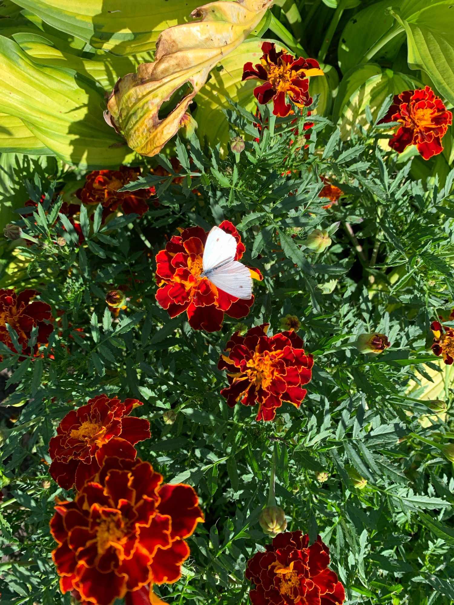 A close-up, high-angle shot captures a cluster of bright orange and red marigolds in bloom, with lush green foliage and a few withered yellow leaves from a hosta plant providing a backdrop. The vibrant flowers fill most of the frame, their intricate petals clearly defined. Perched on one of the marigolds is a small white butterfly, its wings slightly open, adding a delicate touch to the scene. The sunlight casts shadows across the leaves, suggesting it is a sunny day. The image appears to be taken in a garden, possibly in Novostroika, Russia, given the presence of marigolds, a common garden flower, and hostas, which are also frequently cultivated in Russian gardens.