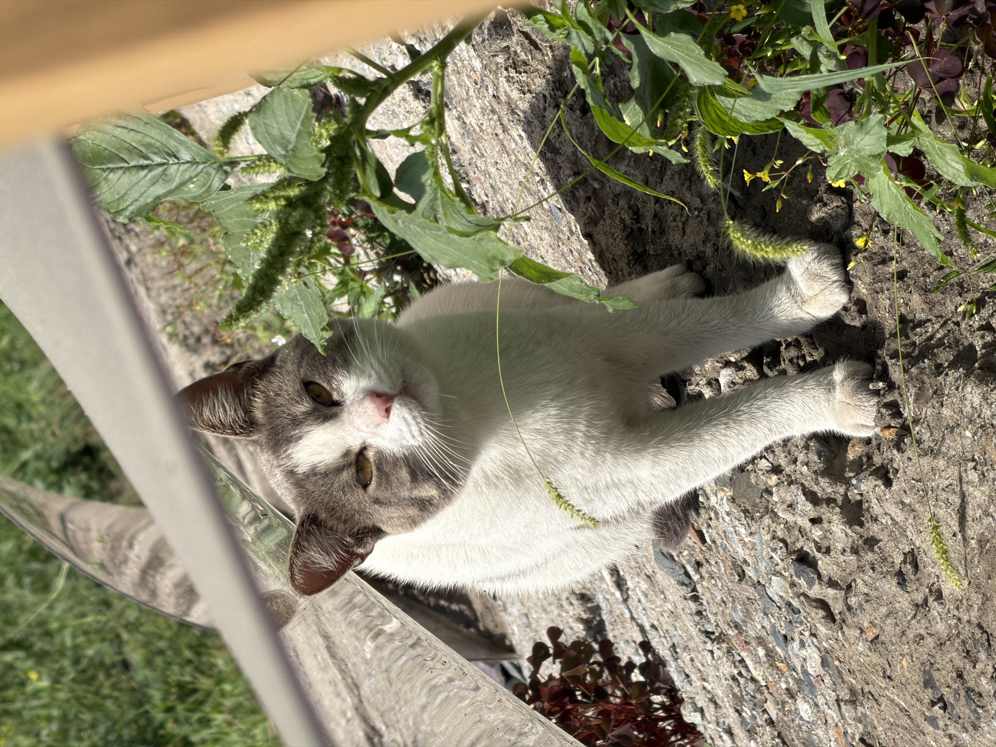A gray and white cat is sitting on a concrete surface in a sunlit outdoor area. The cat is looking slightly upwards and to the right. Green vegetation, including plants with large leaves and smaller yellow flowers, is visible to the right of the cat. There is also some dark red foliage to the left. A reflective metallic object is partially visible in the upper left quadrant of the image, and a wooden object is partially visible on the right edge of the frame. The ground is a rough, textured concrete surface interspersed with small stones. The background appears to be green grass. The scene is illuminated by bright sunlight, casting shadows. The image does not provide specific information to determine the location in the city of Novosibirsk, Russia.
