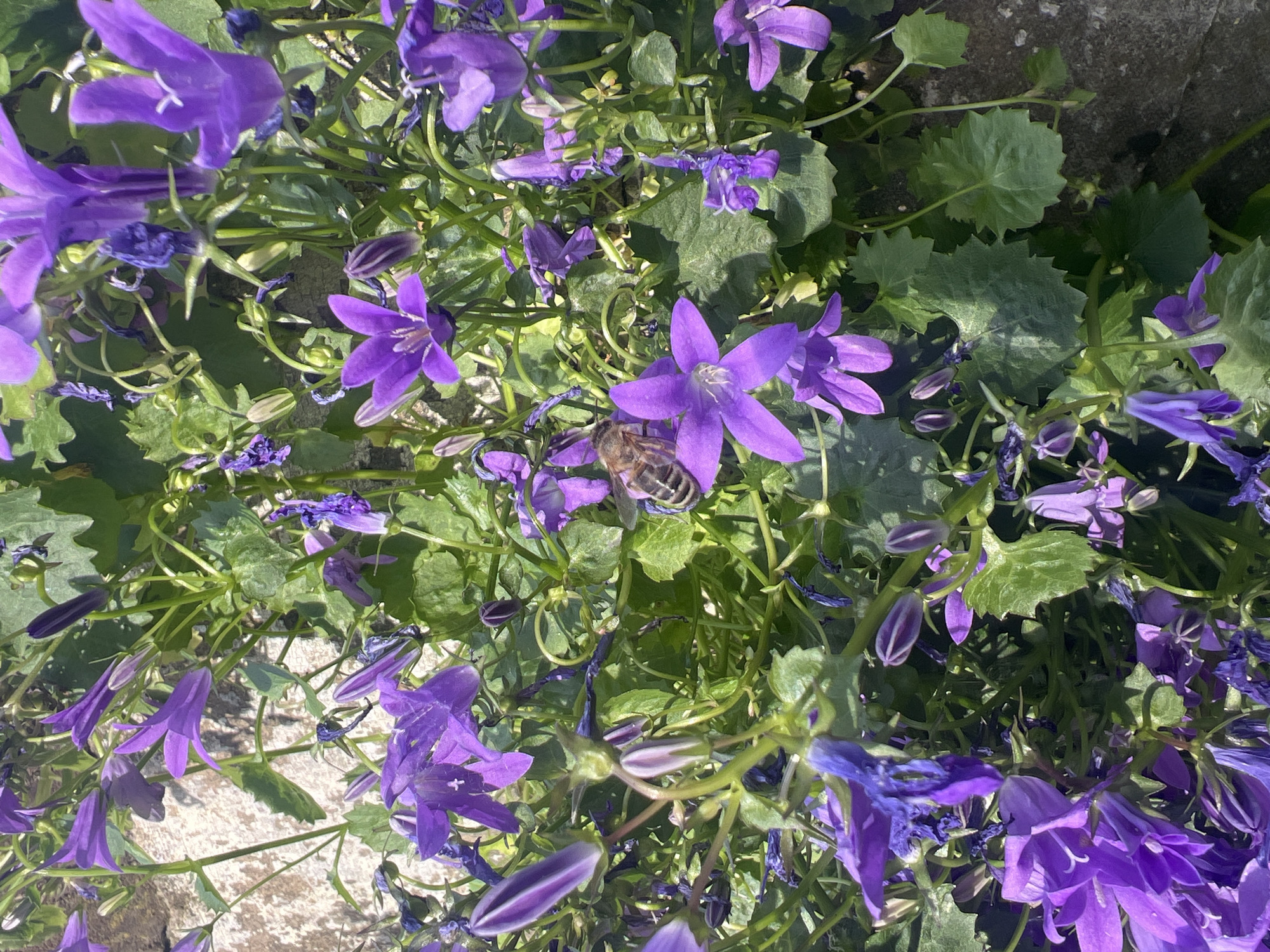 A high-angle, close-up shot shows a patch of purple bellflowers with green foliage. A bee is positioned on one of the blossoms. The ground is visible in the corners, appearing to be stone or concrete. The location is not apparent from the visual information provided.