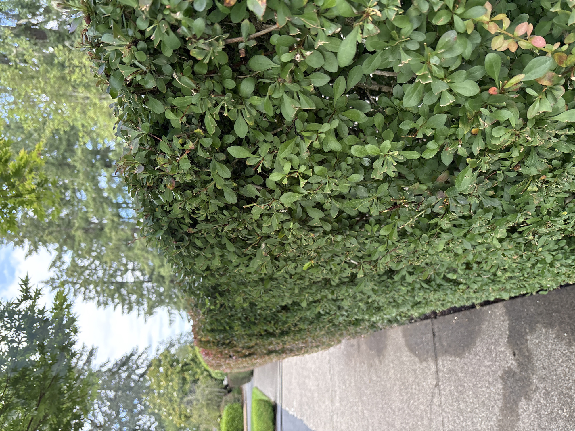A street-level, eye-level, medium shot shows a trimmed, dense green hedge running diagonally from the bottom right to the middle left of the frame. The hedge has small, oval-shaped leaves and some reddish-brown foliage on its far side. To the left of the hedge is a concrete sidewalk, which appears to be slightly damp. Beyond the sidewalk, the image shows a glimpse of a green lawn and more of the hedge. In the background, out of focus, are tall evergreen trees, deciduous trees, and a bright, cloudy sky. The scene is set outdoors on a cloudy day. The location is a street in Beaverton, Oregon, United States of America.