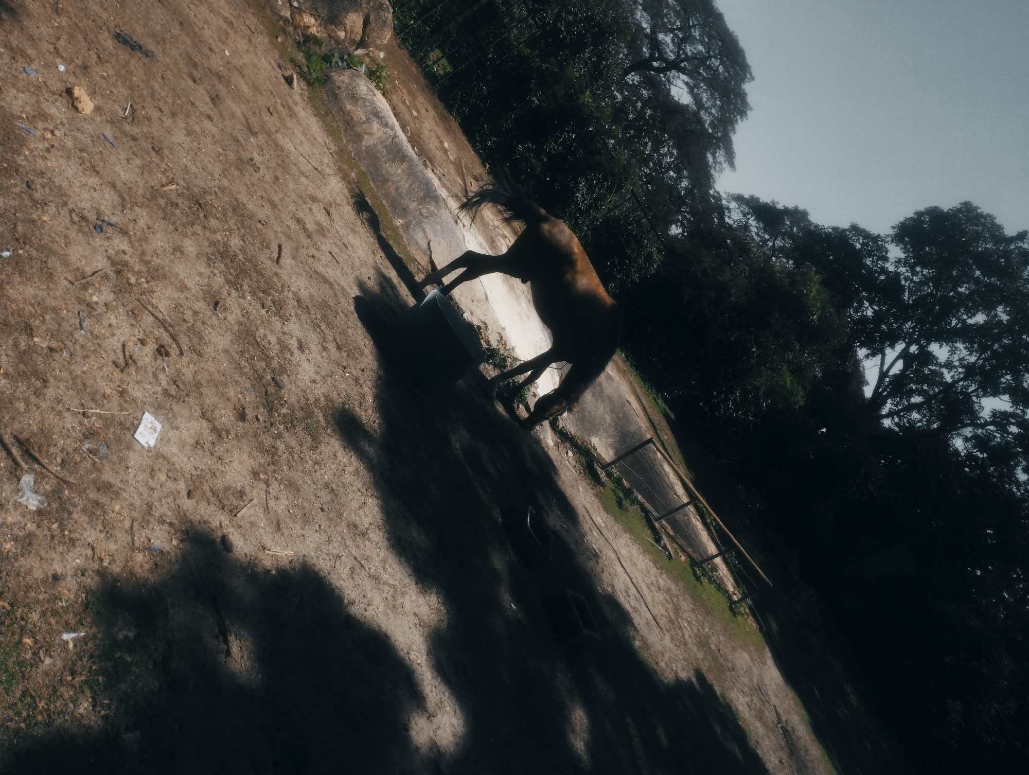 A low-angle, slightly tilted full shot captures a horse standing on a dirt path next to a concrete barrier and lush green trees. The horse, a dark brown color, is facing towards the right of the frame, with its tail held high. Sunlight casts long, dark shadows across the dirt path, suggesting it is either early morning or late afternoon. The environment appears to be an outdoor enclosure, possibly a zoo or a park, in Jos, Nigeria. The overall mood of the image is serene, with the natural elements of the horse, trees, and sky creating a sense of peace.