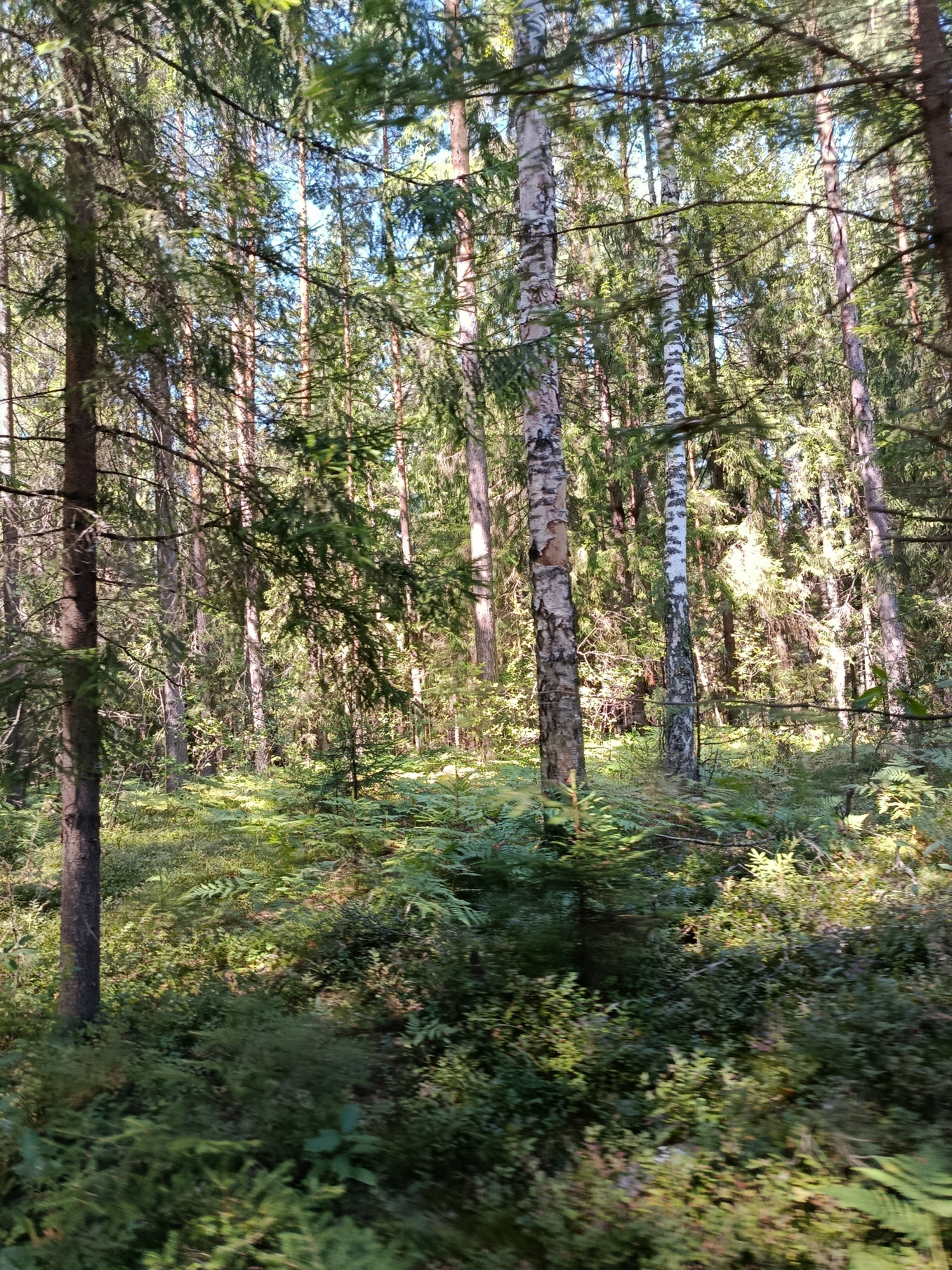 The image depicts a sun-dappled forest scene, likely in or around the village of Borduki, Russia. The environment is characterized by a dense canopy of evergreen and deciduous trees, including prominent birch trees with their distinctive white bark. The forest floor is covered with lush green undergrowth, including ferns and smaller shrubs, with shafts of sunlight filtering through the leaves, creating a dappled lighting effect. The overall impression is one of a natural, somewhat wild, wooded area. There are no people or animals visible in the image, and no discernible actions or interactions are taking place. The scene is static and natural.