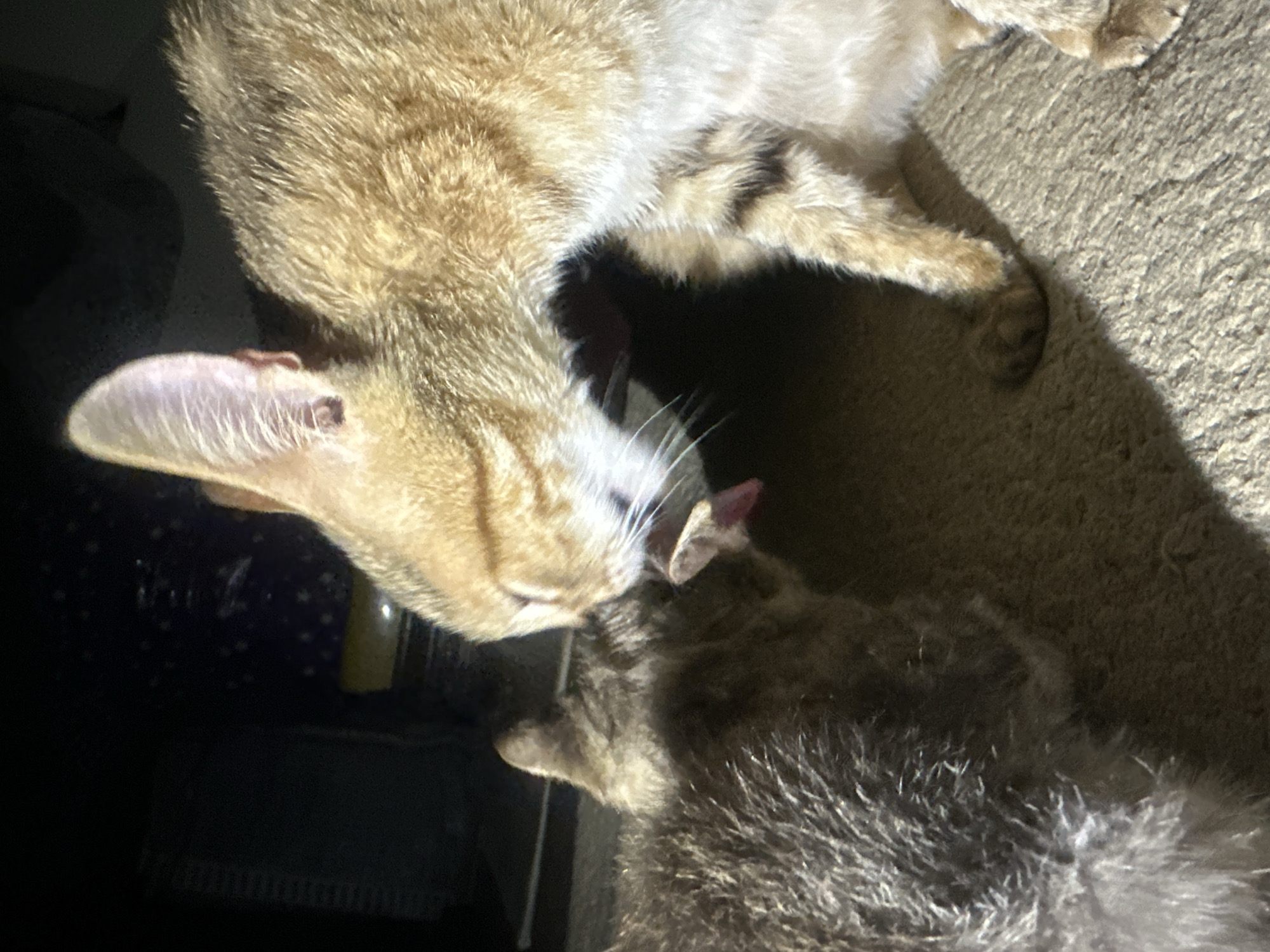 In a dimly lit indoor environment, possibly a residential setting in Jos, Nigeria, two domestic cats are engaged in an interaction. A ginger and white tabby cat is shown from the side, leaning down and appearing to lick or nuzzle a smaller, grey tabby kitten. The kitten is positioned to the left, facing away from the camera, and its tongue is visible, sticking out. The cats are situated on a textured surface, likely a carpet or rug, with distinct shadows cast by what appears to be a strong light source. In the background, a dark, out-of-focus area suggests the presence of furniture or household items, one of which has a pattern of small white stars on a dark background. The overall scene captures an intimate moment between the two felines.
