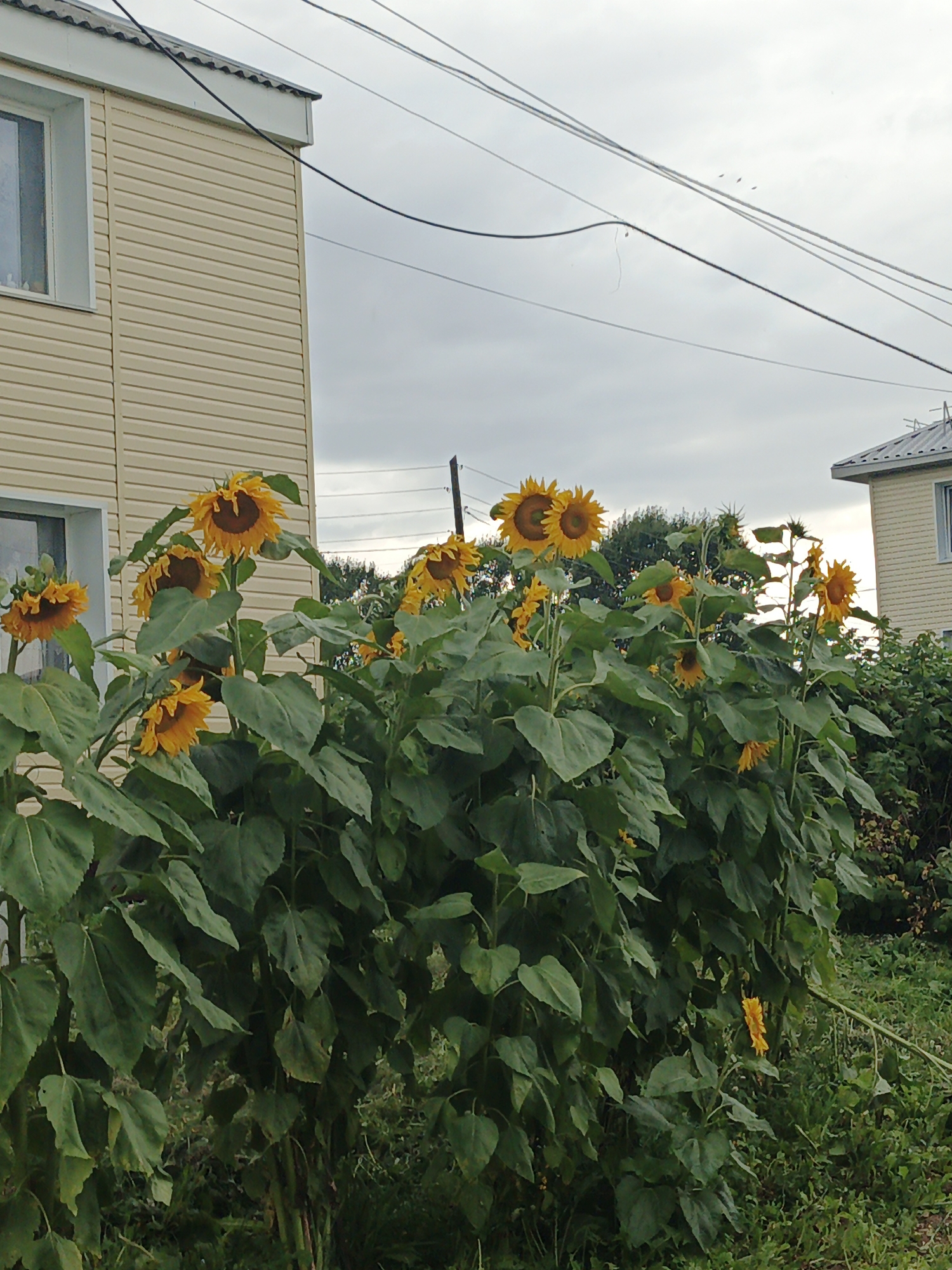 The image shows a cluster of sunflowers in front of a light-colored, horizontally-paneled building in Medvedyovka, Russia. The building has a white roof trim and a window with a white frame on the left side. Another similar building is partially visible on the right, with a gray, corrugated roof. Overhead, power lines are strung across a cloudy sky. The sunflowers are tall, with large green leaves and bright yellow petals. Some of the sunflower heads are facing forward, while others are tilted. The area around the sunflowers is overgrown with grass and other greenery.