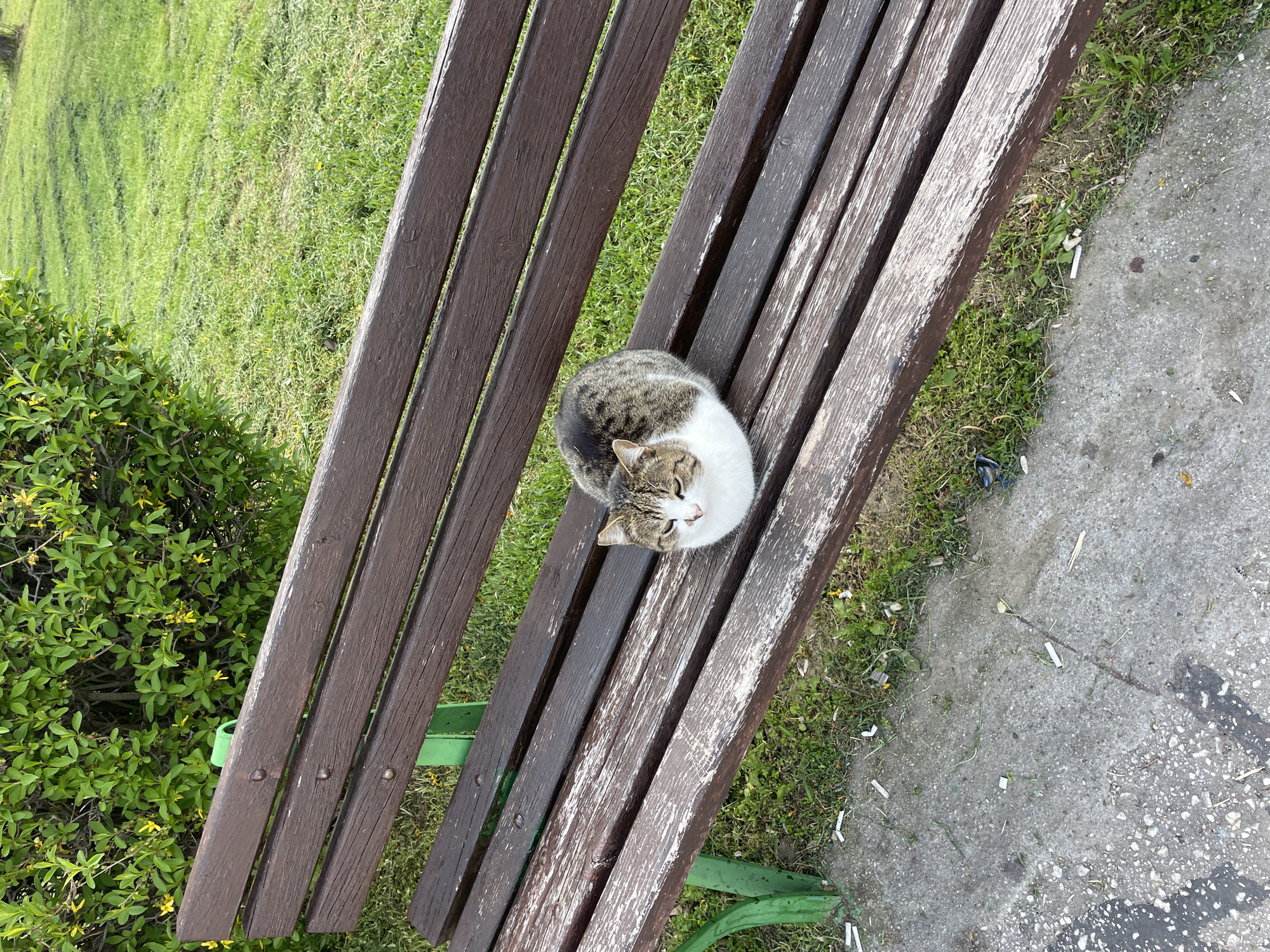 A high-angle shot depicts a tabby and white cat curled up on a weathered wooden bench. The bench has dark brown and faded slats, green metal supports, and sits amidst a green lawn and concrete sidewalk. The image was taken during the day in the city of Plovdiv, Bulgaria.