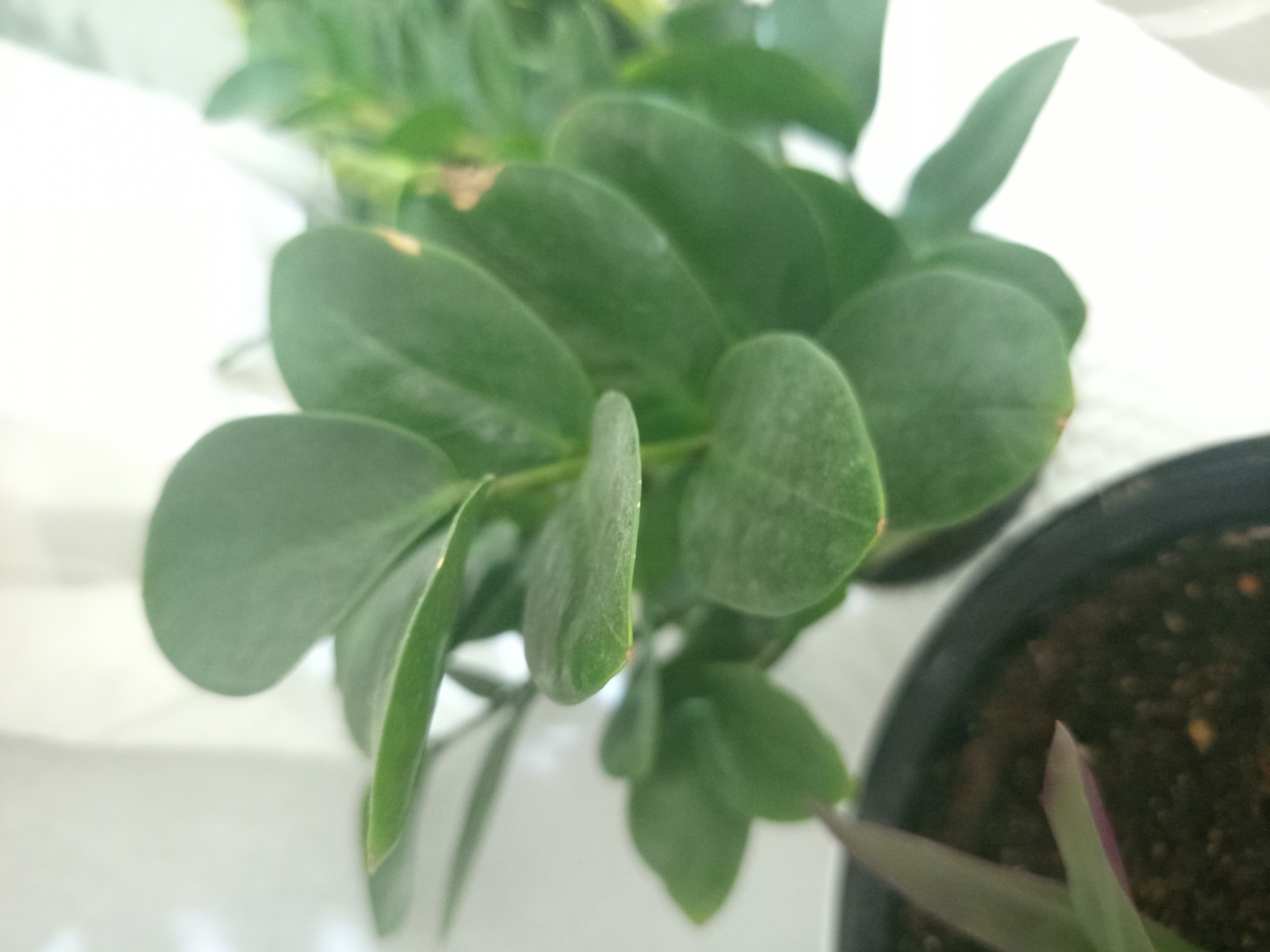 The image shows a close-up view of several green leaves of a potted plant. The leaves are smooth, oval-shaped, and arranged in clusters along stems. Some leaves have a slight sheen, suggesting they are healthy. In the foreground, a portion of another plant with purple and green leaves is visible, also in a pot. The pots are black and contain dark soil. The background is blurred and appears to be a white or light-colored surface, possibly a wall or a window. There is no indication of the city of Buston, Uzbekistan, in the image.