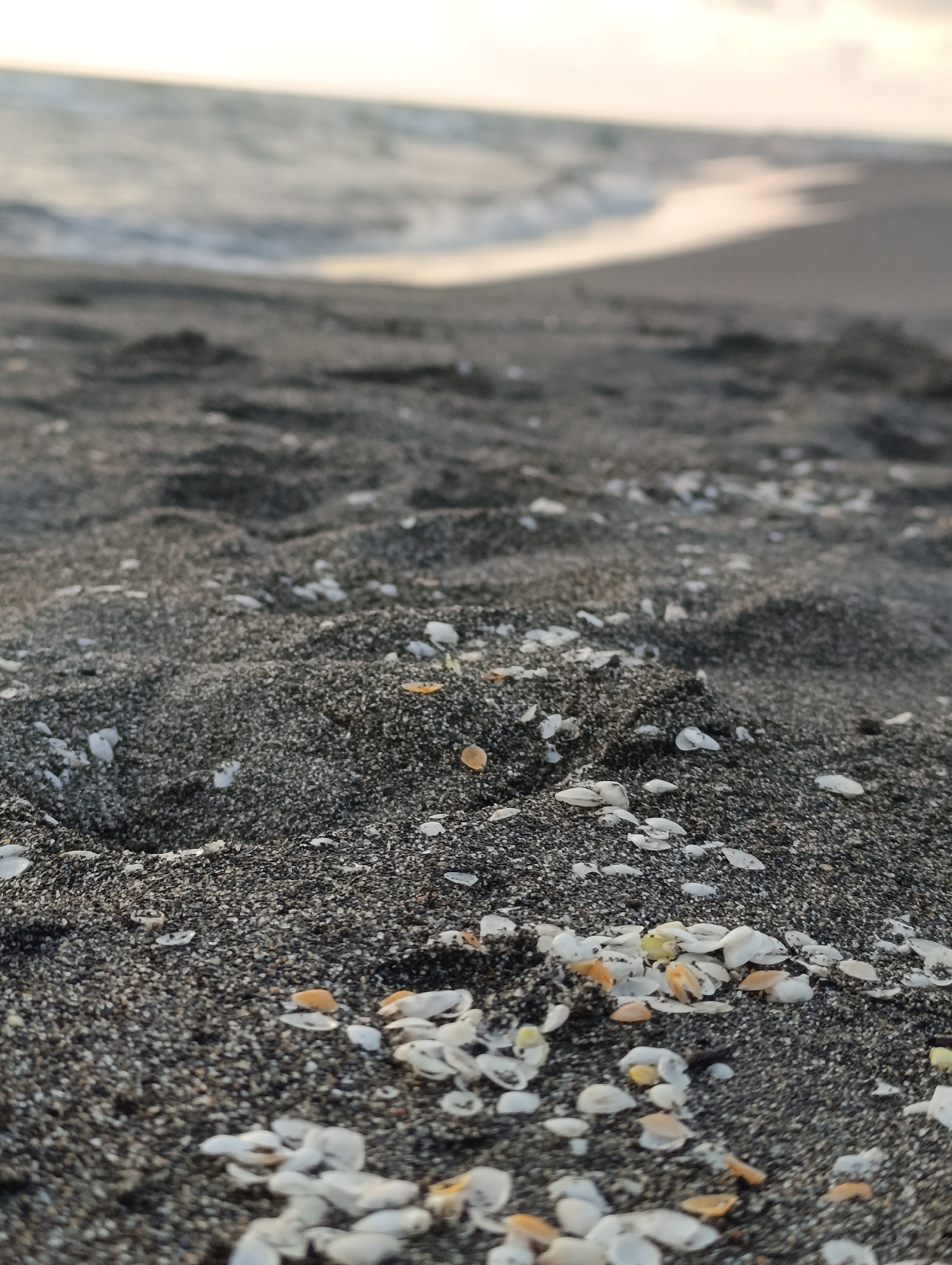 The image shows a close-up, low-angle view of dark sand scattered with numerous small, white, and light orange seashells. The sand appears damp and textured, with some areas forming small mounds. In the background, a blurred body of water, likely the sea, is visible with gentle waves breaking on the shore. The sky above the water is a pale, hazy color, suggesting either dawn or dusk. The scene is devoid of any people or man-made structures, conveying a natural and tranquil beach environment. The location is identified as the community of Supsa, Georgia.