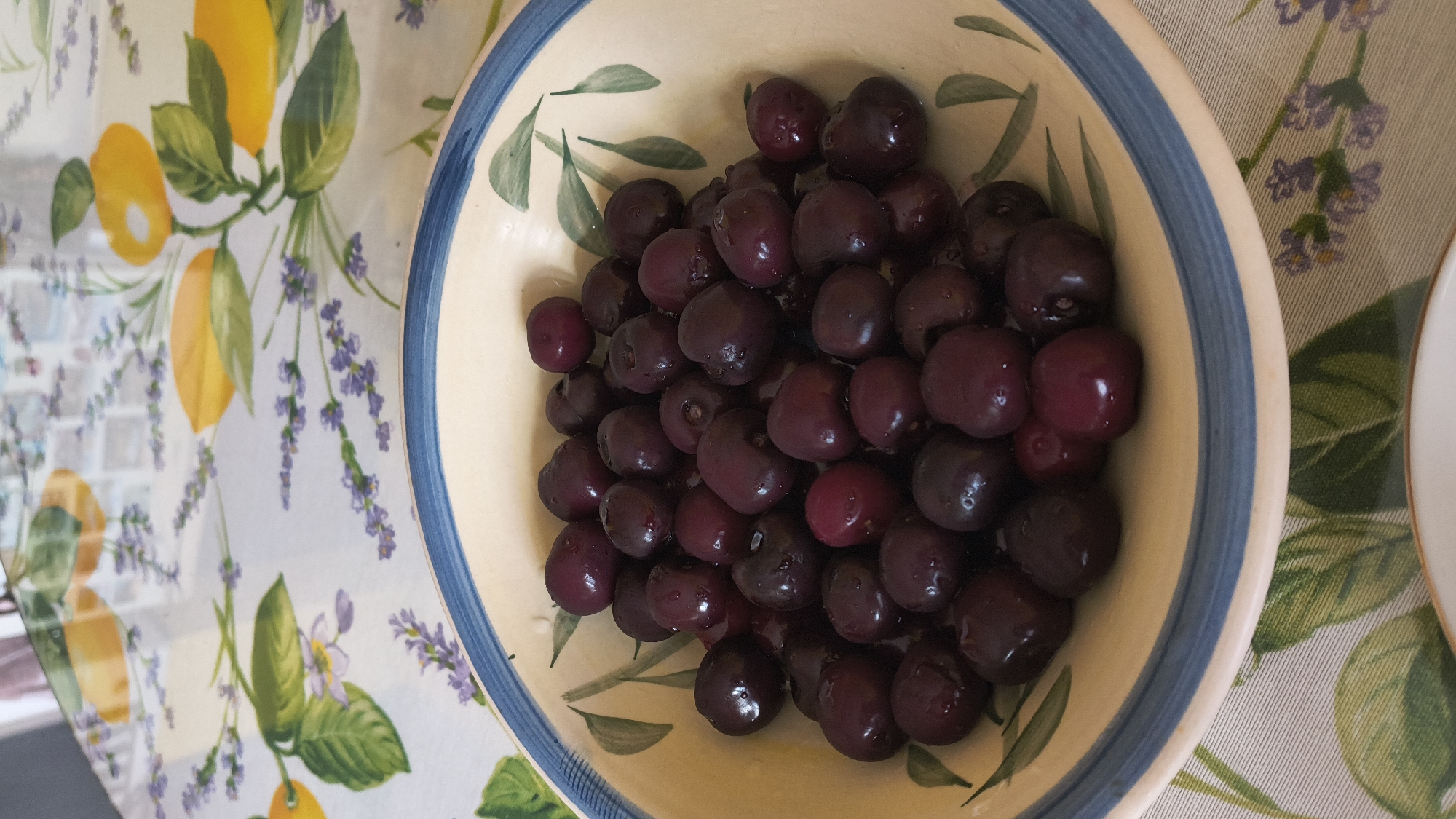 The image displays a close-up, eye-level view of a light yellow-cream ceramic bowl filled with numerous dark red, shiny fruits, consistent in appearance with cherries. The bowl features a blue painted rim with two distinct blue lines and stylized green leaf motifs. The fruits appear wet or freshly washed, with some reflecting light on their surfaces. The bowl rests on a white or light-colored tablecloth adorned with a repeating pattern of bright yellow lemons, their green leaves, and sprigs of purple lavender flowers. The setting is indoors, with a diffused light source, possibly indicating a window in the upper background which is blurred and reflected on the table surface, but specific features are indistinct. No individuals, actions, or interactions are visible. The specific urban or geographical location, including any relation to Shumen, Bulgaria, is not discernible from the visual information presented.