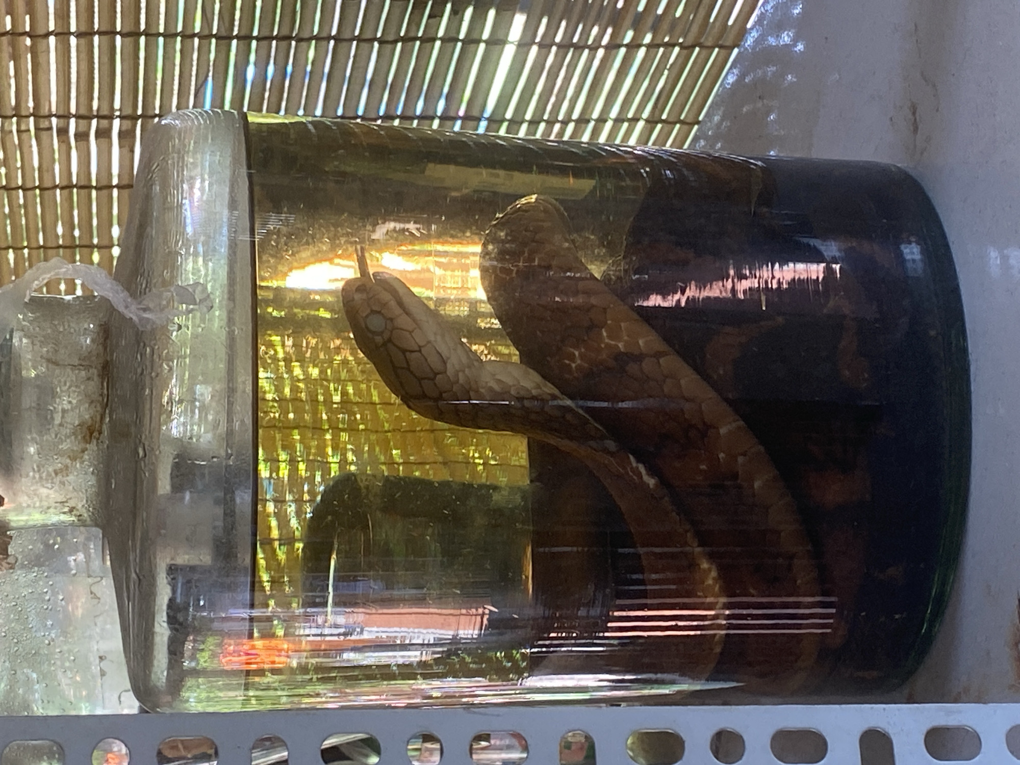 A large glass jar, filled with amber liquid and a deceased snake, sits on a white surface. The jar is tall and cylindrical, with a narrow neck. The snake is coiled inside the jar, its head resting on its body. The snake appears to be a king cobra, with dark brown and tan markings. The liquid in the jar is cloudy and appears to contain sediment at the bottom. A bamboo blind is visible in the background, casting shadows on the jar. The overall scene is dimly lit, with the light source appearing to be from behind the jar. The image was taken in Thuận An City, Vietnam.