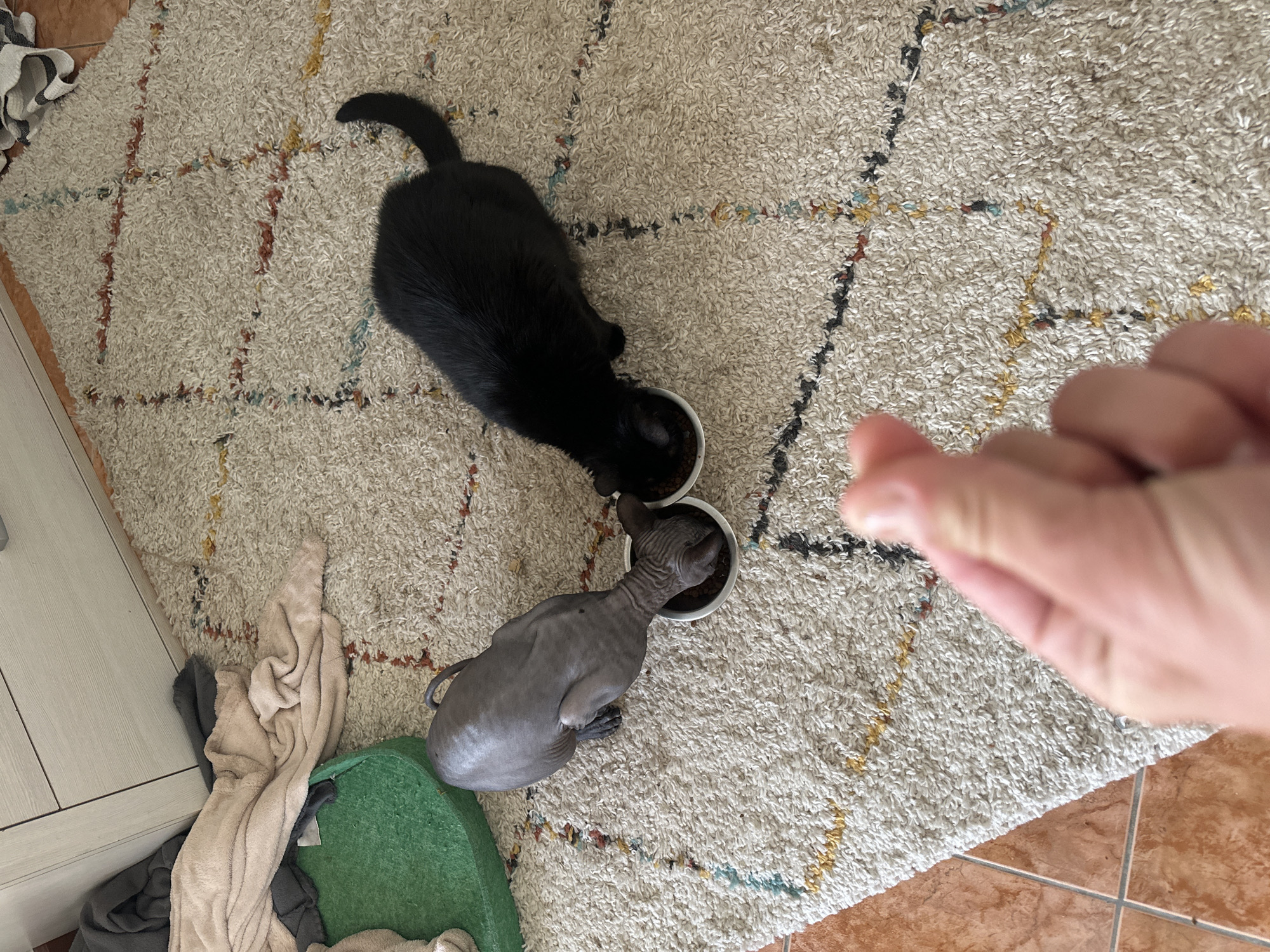The scene is an interior floor covered with a neutral-colored, patterned rug. Two cats are present: a black cat and a gray hairless cat, both eating from separate bowls. A person's hand is visible in the lower right corner of the frame. Near the lower left corner, there is a pile of folded fabrics on top of a green cushion. The floor visible in the lower right corner is tiled. The location in Budva, Montenegro cannot be determined from this image.