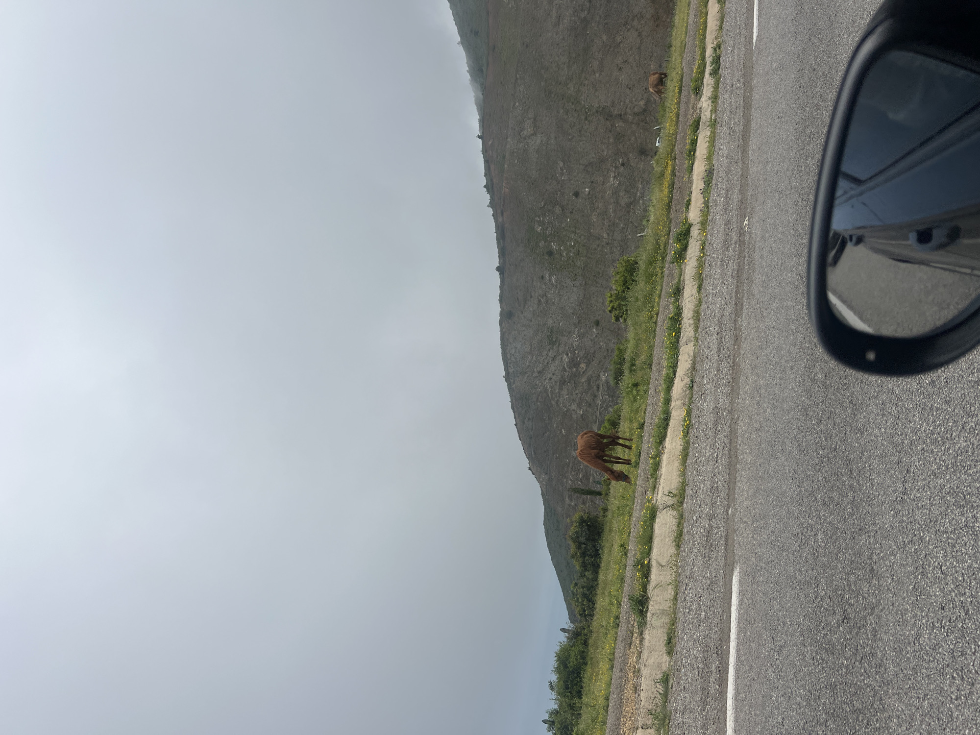 The image depicts a roadside scene, likely in a rural or semi-rural area, possibly near Zaouiat Sidi Kacem, Morocco. A mountainous terrain forms the backdrop, with a noticeable haze or fog obscuring the upper reaches. A brown horse is grazing on the green verge beside the road. A car's side mirror is visible in the right frame. The road appears to be asphalt, marked with a white dividing line. The sky is overcast.