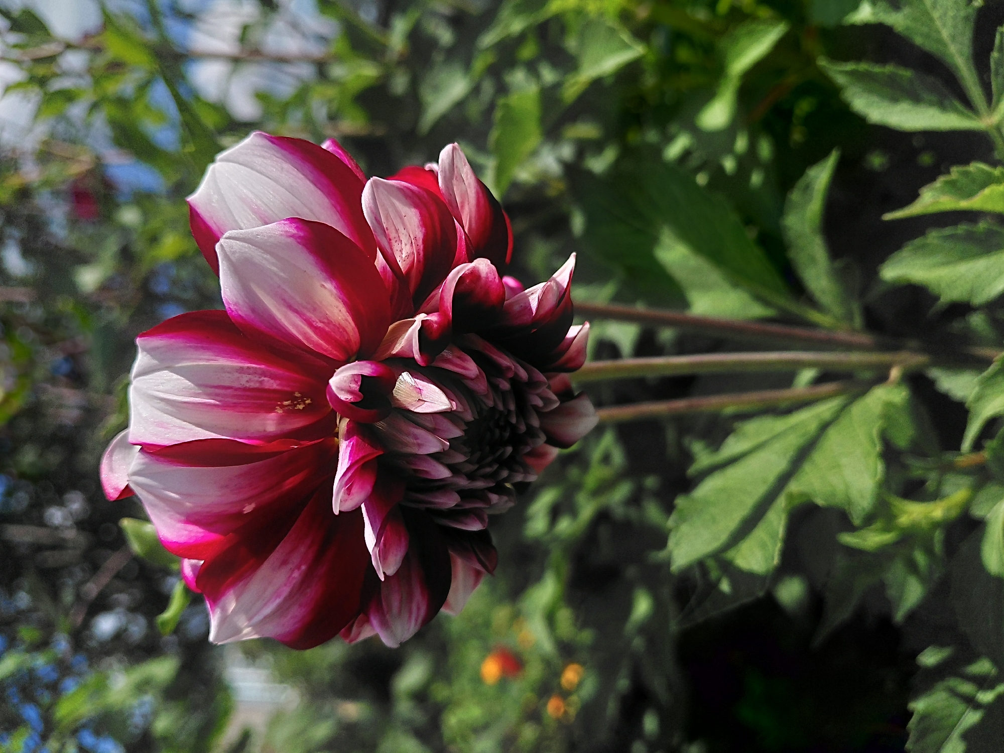 A close-up, vertical shot focuses on a bi-colored dahlia flower. The flower's petals transition from a deep magenta on the edges to white towards the center, with some petals exhibiting a pink hue. The petals are densely packed, creating a textured, almost spiky appearance at the flower's core. Two thin stems, one slightly thicker than the other, emerge from the bottom of the frame supporting the bloom. The background is softly blurred, showcasing lush green foliage and hints of dappled sunlight, suggesting an outdoor garden setting. The overall impression is one of vibrant natural beauty. There are no people or discernible urban features in the image, making it impossible to determine if it was taken in Malinovka, Russia.
