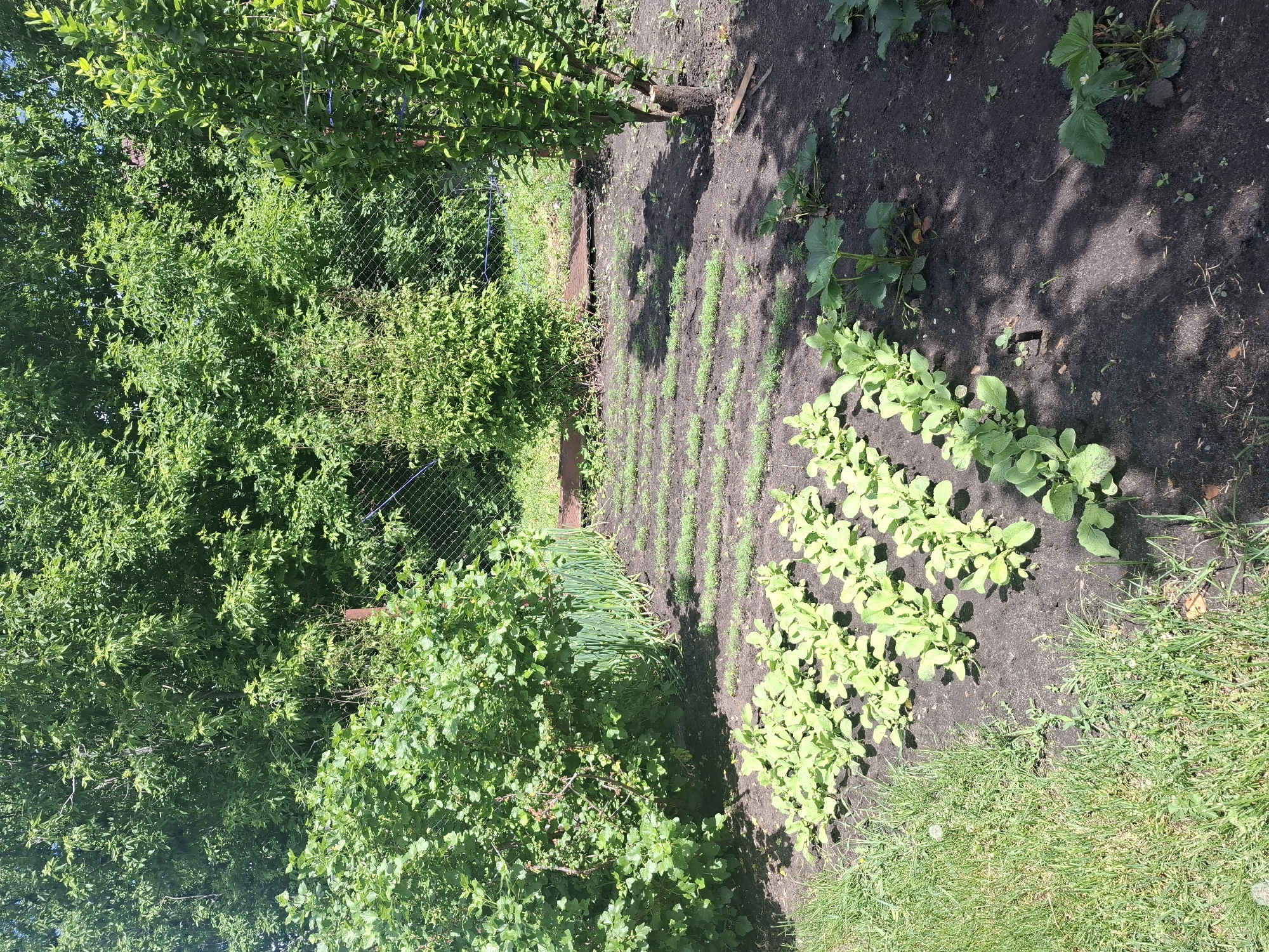 The image depicts a garden in Khlevnoye, Russia. The garden features a variety of plants, including leafy greens (possibly radishes or lettuce), rows of seedlings, strawberry plants, and possibly onions. A chain-link fence borders the garden on one side, with mature trees and bushes beyond the fence. The soil is dark and appears recently tilled. There is a small retaining wall or border made of brick or stone. Sunlight illuminates some areas of the garden.