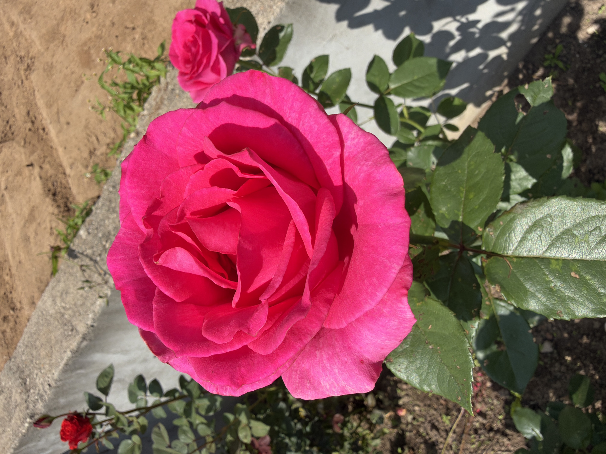 A close-up, eye-level shot captures a vibrant pink rose in full bloom, dominating the foreground. Its numerous petals are tightly packed, creating a sense of depth and texture. The rose is a focal point, bathed in bright sunlight which casts subtle shadows. Behind it, out of focus, another pink rose is visible. The background features a rough, concrete structure, possibly a low wall or border, with dry, sandy soil beyond. Sparse green vegetation grows along the top of the concrete. A hint of a smaller red rosebud and its stem are visible in the upper left corner. The scene appears to be outdoors, possibly in a garden or park setting within Дабрынёўскі сельскі Савет, Belarus, on a sunny day.