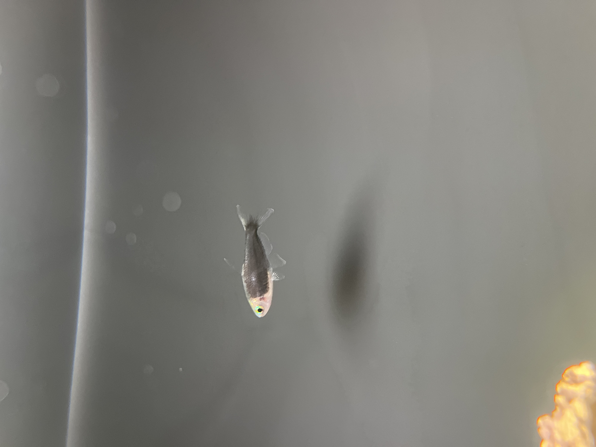 A small, slender fish with a silvery-grey body and a lighter, possibly iridescent, head and belly is suspended in water against a plain, light grey background. Its prominent eye features a vibrant green or turquoise iris surrounding a black pupil. The fish's fins are delicate and translucent. It appears to be swimming gently or hovering, angled slightly towards the viewer with its head pointed downwards.
The background is simple and out of focus, showing a uniform light grey surface, likely the interior wall of an aquarium or holding tank. A subtle vertical light streak is visible on the left side of the background. In the bottom right corner, a blurred, bright orange and yellow object is partially visible, which could be a piece of decor, a plant, or another object within the aquatic environment. There are also several faint, circular blurs scattered across the background, possibly reflections or bubbles. The overall lighting is soft and even. No specific location cues for Kazan, Russia, or any visible text are present.