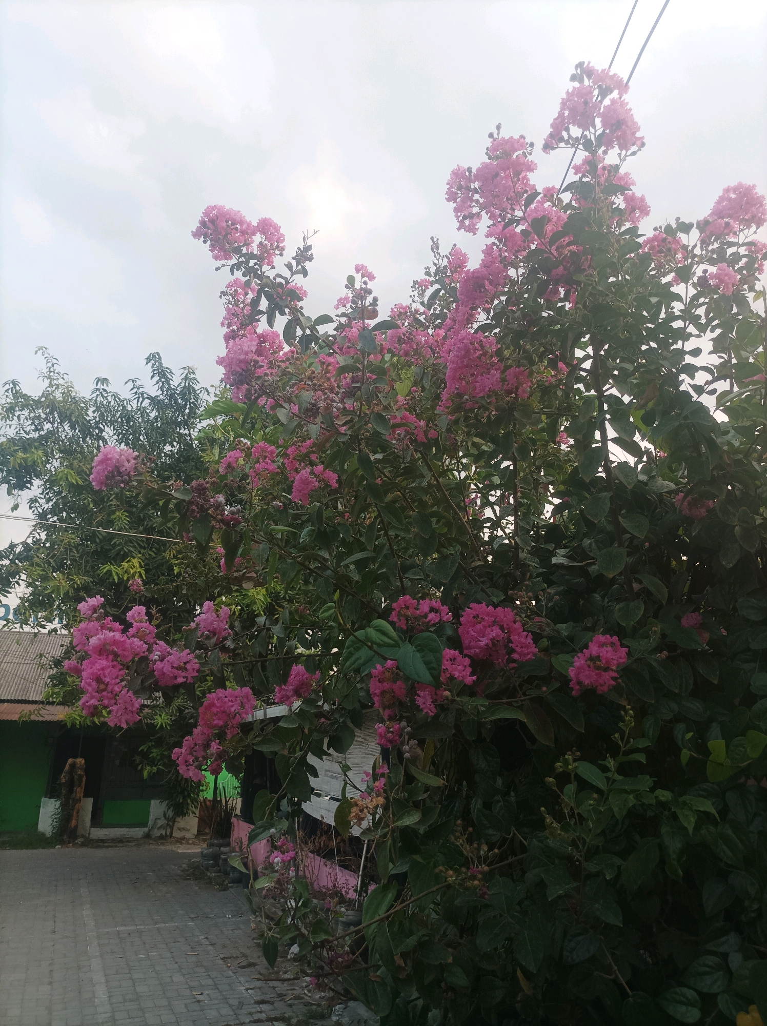 The image depicts a street scene in Kediri City, Indonesia, dominated by a flowering tree with vibrant pink blossoms. The tree is in full bloom, its branches heavy with clusters of flowers, creating a lush canopy that partially obscures the sky. In the background, a building with a green facade and a corrugated metal roof is visible, suggesting a residential or commercial area. A paved walkway or driveway, made of interlocking gray bricks, leads towards the building. A single person is partially visible standing to the left of the walkway, near the building's entrance. The overall ambiance is that of a typical day in an Indonesian city, with nature's beauty intermingling with the urban landscape. The sky is overcast, with hints of sunlight peeking through the clouds. Electrical wires are visible stretching across the upper portion of the frame, indicating the presence of infrastructure.
