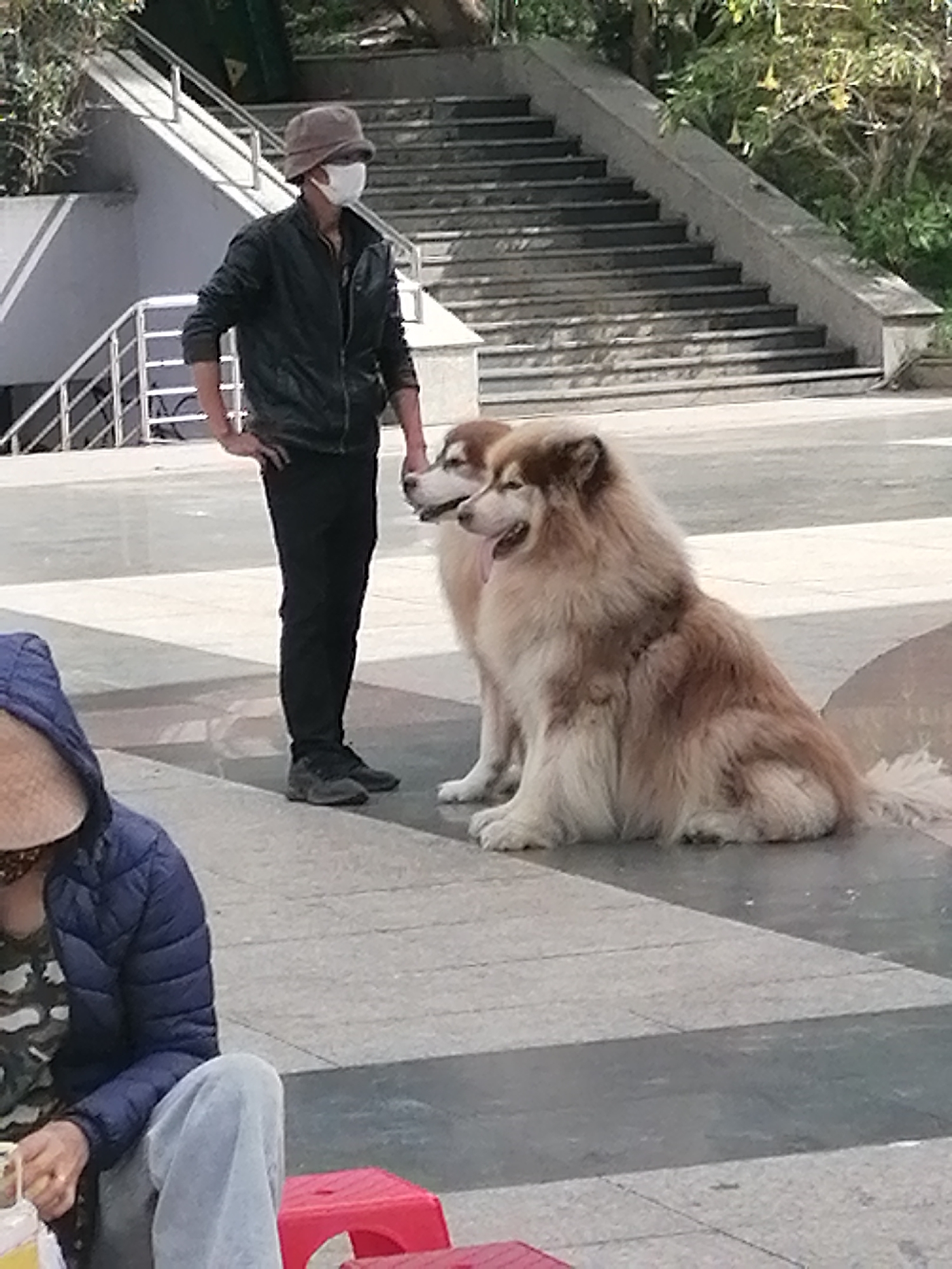 In Da Lat, Vietnam, a man stands on a paved plaza, his right hand on his hip, wearing a dark jacket, dark pants, a hat, and a face mask. Beside him, two large dogs, appearing to be Alaskan Malamutes, sit on the plaza. In the foreground, a person wearing a blue jacket and grey pants is partially visible, seated on the ground. Behind the man and dogs, a wide set of concrete stairs ascends a slope covered with greenery. The plaza floor is composed of large, grey, rectangular tiles with darker grout lines. The overall lighting suggests a daytime setting with bright sunlight.