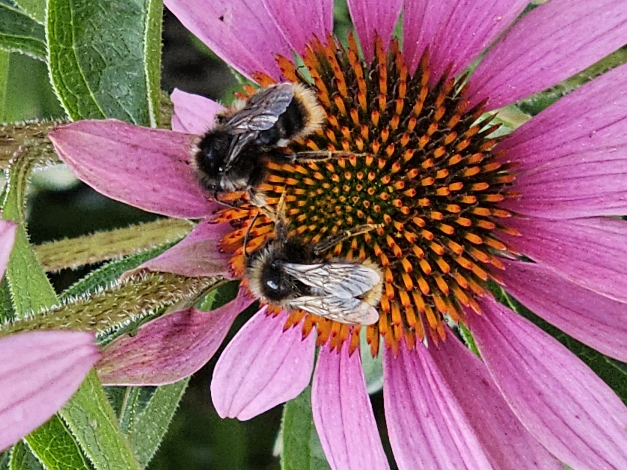 Two bumblebees are positioned on the center of a purple coneflower. The bumblebees are facing inward, towards each other, and appear to be feeding on the flower's nectar. One bumblebee is slightly to the left of the other, and their bodies overlap slightly. The coneflower has prominent pink petals and a spiky, orange and brown center. Green leaves are visible in the background. The scene is an outdoor environment, likely a garden or park. The image does not provide any specific information about its location in Moscow, Russia.