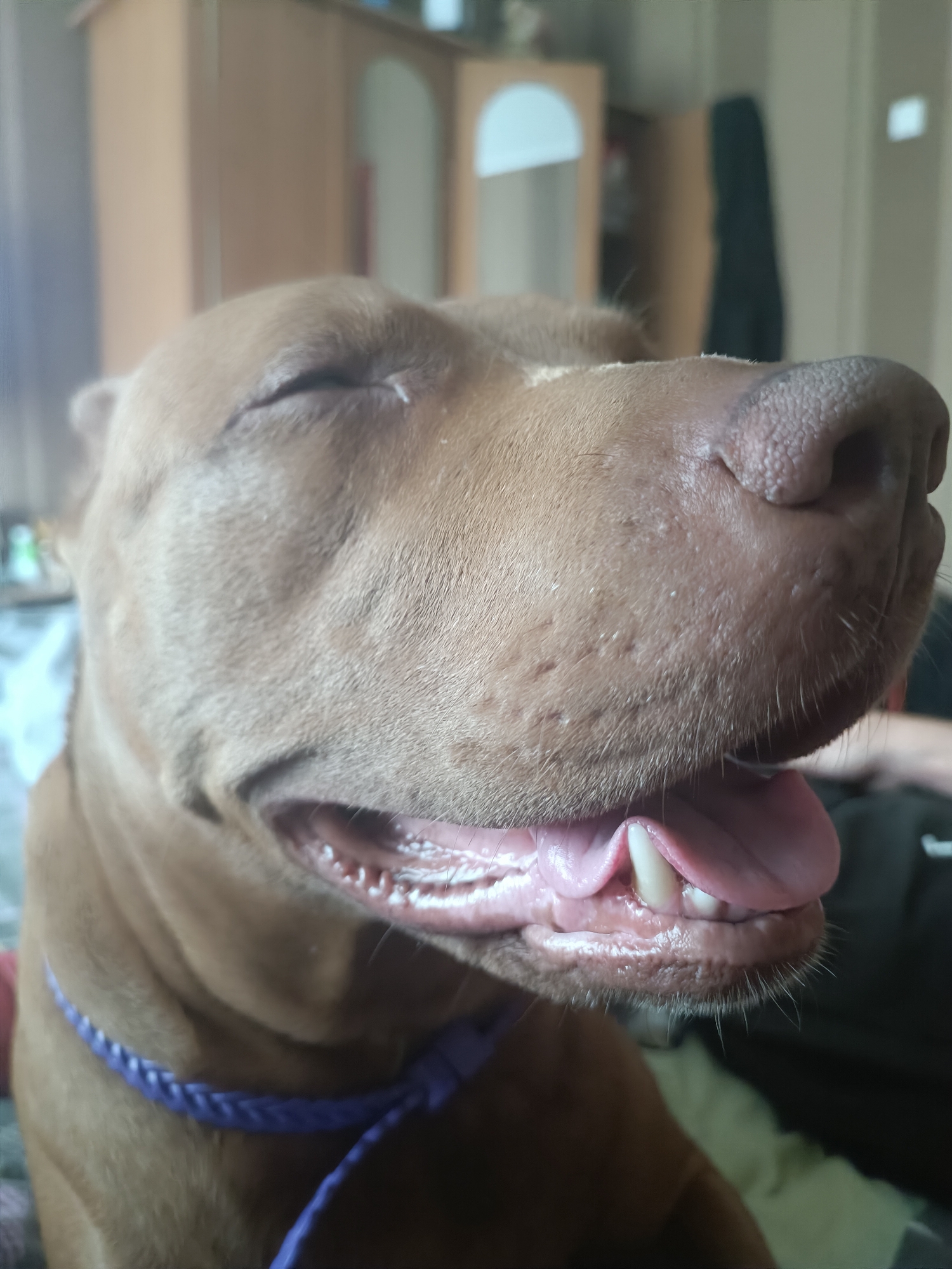 An extreme close-up shot focuses on the face of a brown dog with its eyes closed and mouth open. The dog is wearing a purple braided collar. Its tongue is visible, as are its teeth. The background is blurred and appears to be an indoor setting with furniture.