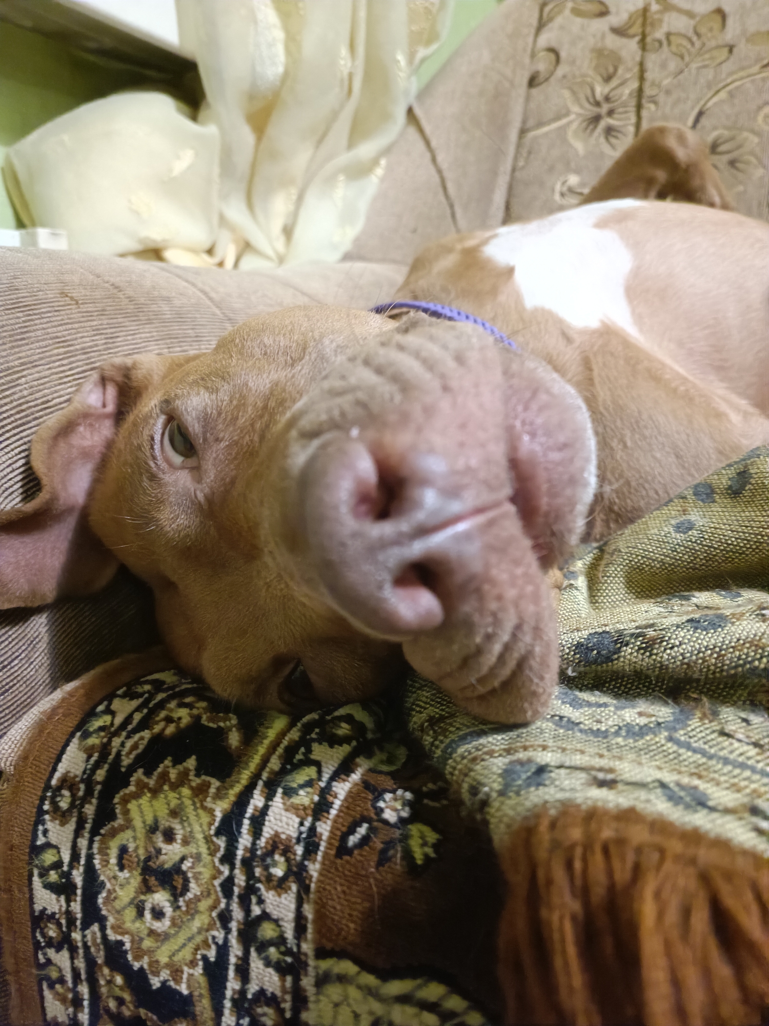 A tan-colored dog is lying on its side on a couch. The dog is facing the camera with its head tilted to the side. Its eyes are open and looking at the camera. The dog's nose is prominent and appears wet. A purple leash is visible around the dog's neck. The couch is covered with a patterned blanket. The background is blurred but appears to be indoors. The image is taken in Zaporizhzhia, Ukraine.
