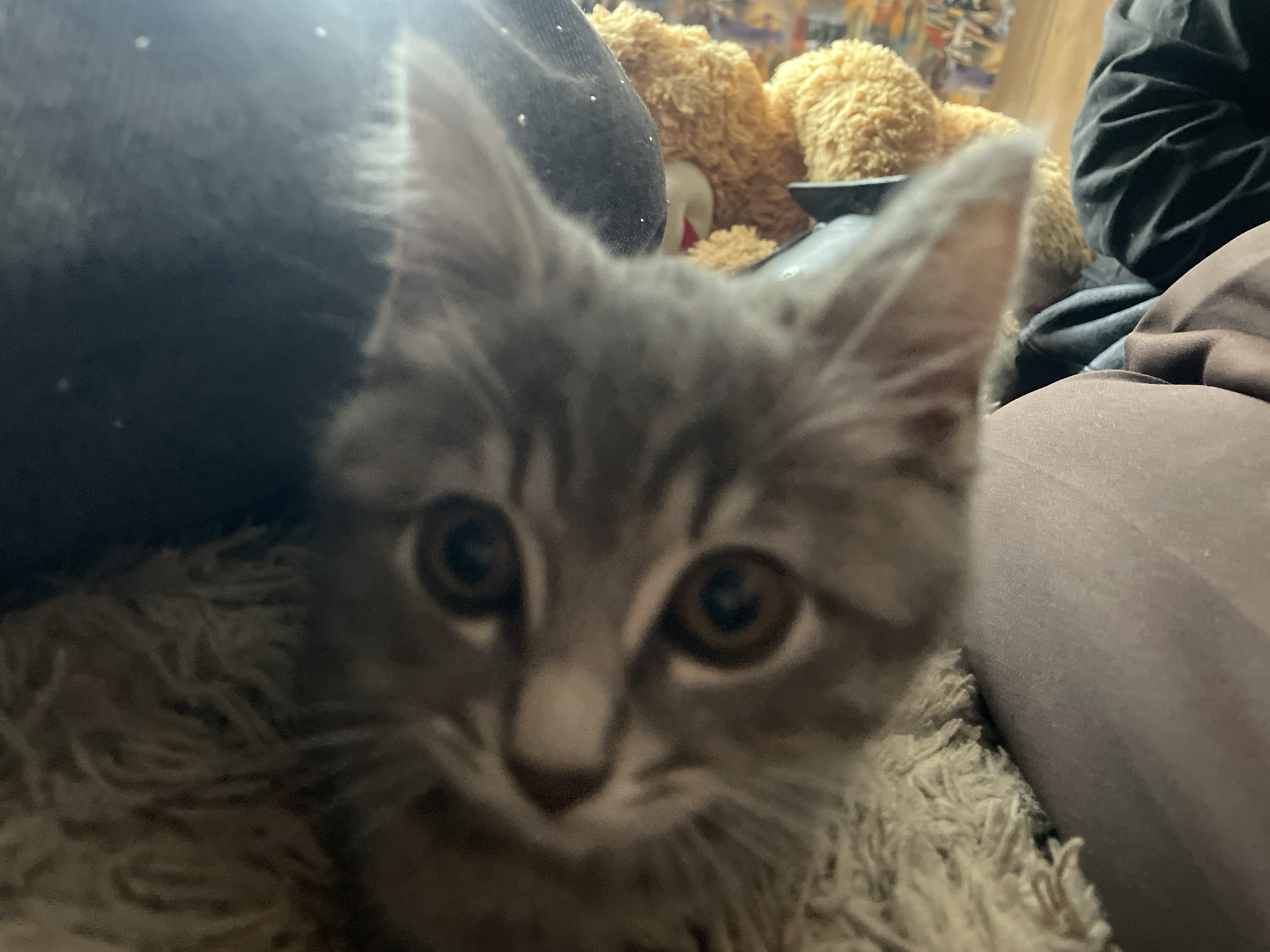 A very close-up, blurry, eye-level shot focuses on the face of a young tabby kitten. The kitten has large, round, brown eyes and a pink nose. Its fur is gray with darker tabby stripes on its forehead and cheeks. It appears to be lying on a fluffy, cream-colored blanket. In the background, out of focus, is a portion of a large, light brown teddy bear. To the left of the kitten is a dark, plush object, possibly a cushion or the arm of a chair. To the right and behind the kitten is a dark gray fabric, possibly clothing. The lighting suggests an indoor environment, possibly a home. The image does not provide any identifiable landmarks or context to determine its specific location within the city of Медведево, Russia.
