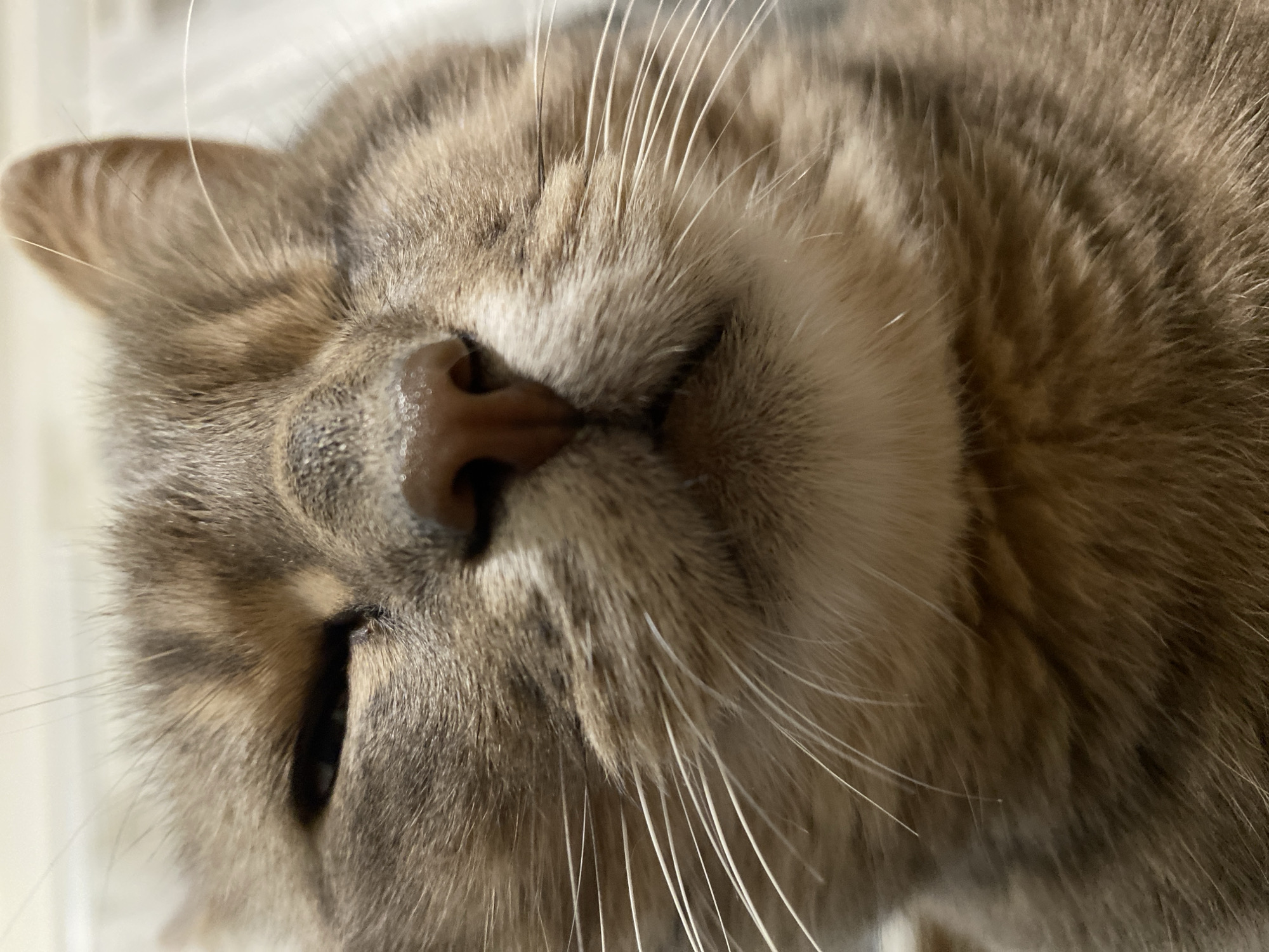 The image is a close-up, low-angle shot of a tabby cat's face. The cat is lying down with its eyes partially closed, giving it a relaxed or sleepy appearance. The fur is a mix of brown, grey, and black stripes. The cat's nose is a dark brown color, and its whiskers are long and white. The background is blurred and appears to be a light-colored surface, possibly bedding or furniture. There are no humans or other animals visible in the image. The location is described as Unknown, Unknown, indicating it is not a specific identifiable place.
