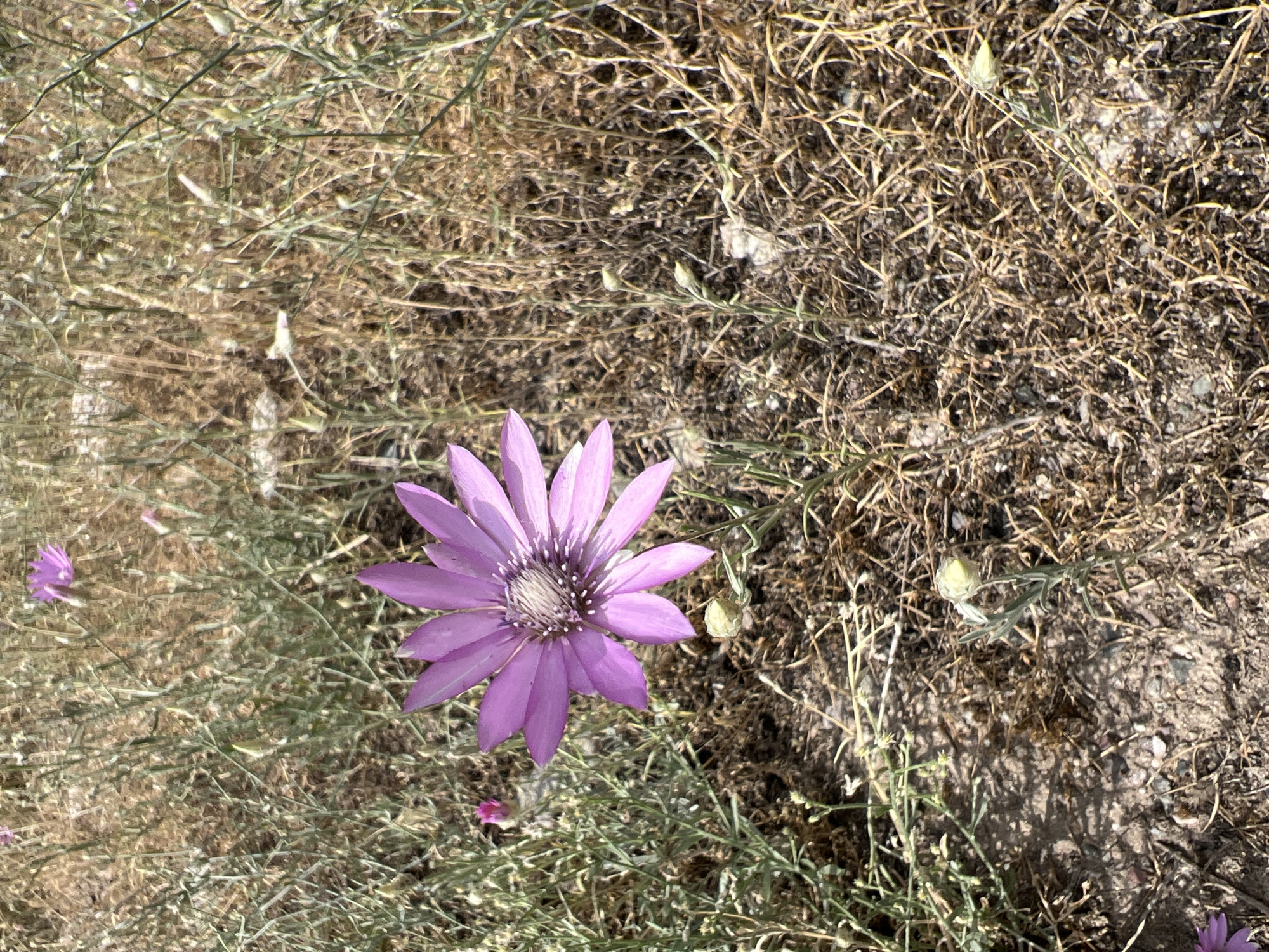 In Yuryevka, Kyrgyzstan, a single, vibrant pink flower with delicate, pointed petals and a textured, white and brown center stands out against a backdrop of dry, golden grass and sparse green foliage. The flower is positioned slightly to the left of the frame, its petals fanned out, showcasing its intricate structure. The ground is a mix of dry earth, small pebbles, and scattered plant debris, indicative of a semi-arid environment. A smaller, less developed pink bud is visible in the upper left quadrant, hinting at the presence of more flowers. The lighting suggests a bright, sunny day, casting subtle shadows on the ground. The overall scene captures a moment of natural beauty in a dry landscape.
