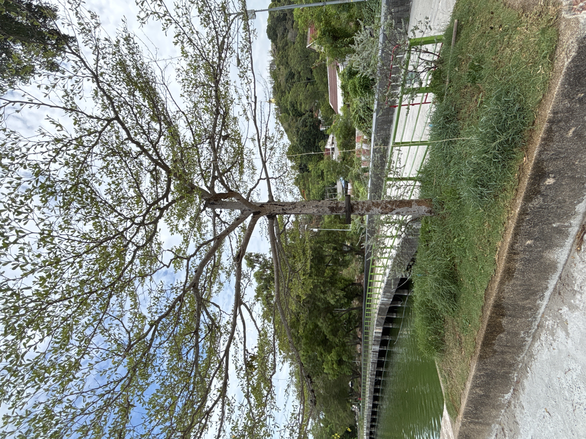 The image shows a tree with sparse green leaves against a cloudy blue sky. The tree's trunk leans towards the right, with branches extending upwards and outwards. Behind the tree, there is a body of water, possibly a canal or pond, with a concrete embankment and a green metal railing along the edge. Beyond the railing, there is grass and some vegetation. In the background, a hillside covered with trees is visible, along with buildings nestled among the greenery. The scene appears to be set in a park or landscaped area, possibly in the city of บ้านบางรักษ์, Thailand, based on the location information.