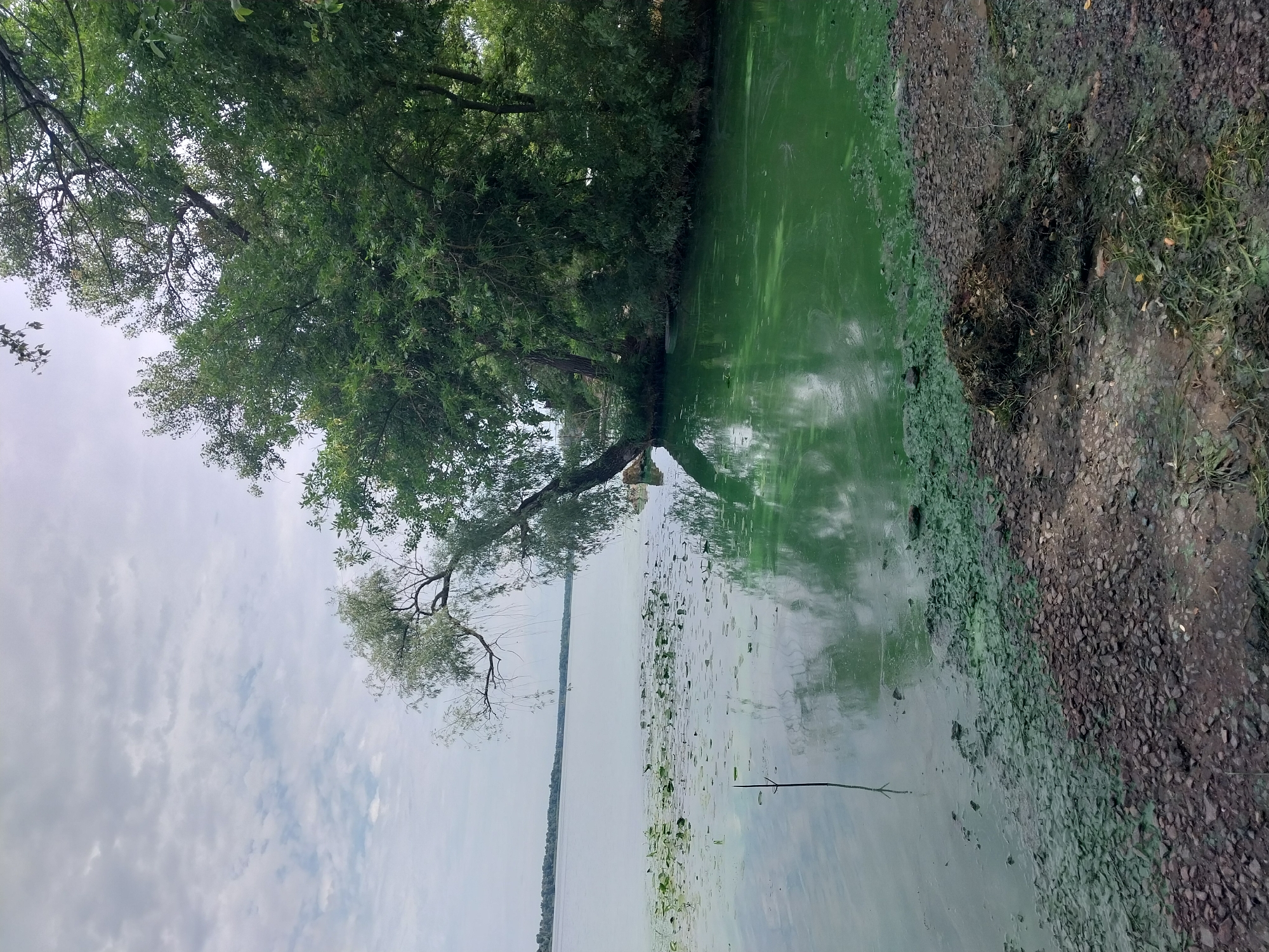 The image depicts a tranquil waterfront scene, possibly in Dnipro, Ukraine, with a focus on the natural environment. In the foreground, a rocky shore meets the water's edge. The water itself is a prominent feature, with a significant portion exhibiting a vibrant green hue, suggesting algal bloom or pollution. Lily pads dot the surface of the water closer to the shore, interspersed with scattered debris. A lone, thin branch emerges from the water, breaking the otherwise smooth surface.
To the right, a dense canopy of lush green trees lines the bank, their branches extending over the water. One particular tree bends dramatically towards the water, its leaves creating a graceful arc against the cloudy sky. The sky above is overcast, with a soft, diffused light casting a gentle glow over the landscape. Reflections of the trees and sky are visible on the water's surface, adding depth and mirroring the natural beauty of the scene. In the distance, a treeline marks the opposite shore of the body of water, suggesting a wide expanse. The overall atmosphere is one of serene natural beauty, albeit with a visual indication of ecological concern due to the green coloration of the water.