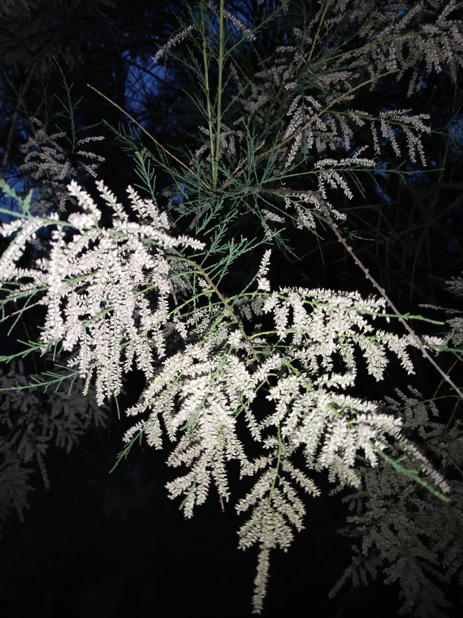 The image shows a close-up of a plant with delicate white flowers and thin green stems, against a dark background. The plant appears to be a Tamarix, also known as a salt cedar. The lighting suggests it may have been taken at night, possibly with artificial light illuminating the flowers. The background is dark, with hints of dark blue, possibly indicating the sky or other foliage. There are no people, animals, or man-made objects visible in the image. The setting is likely outdoors, given the presence of a plant, but the specific location in Horishni Plavni, Ukraine, cannot be determined from the image alone.