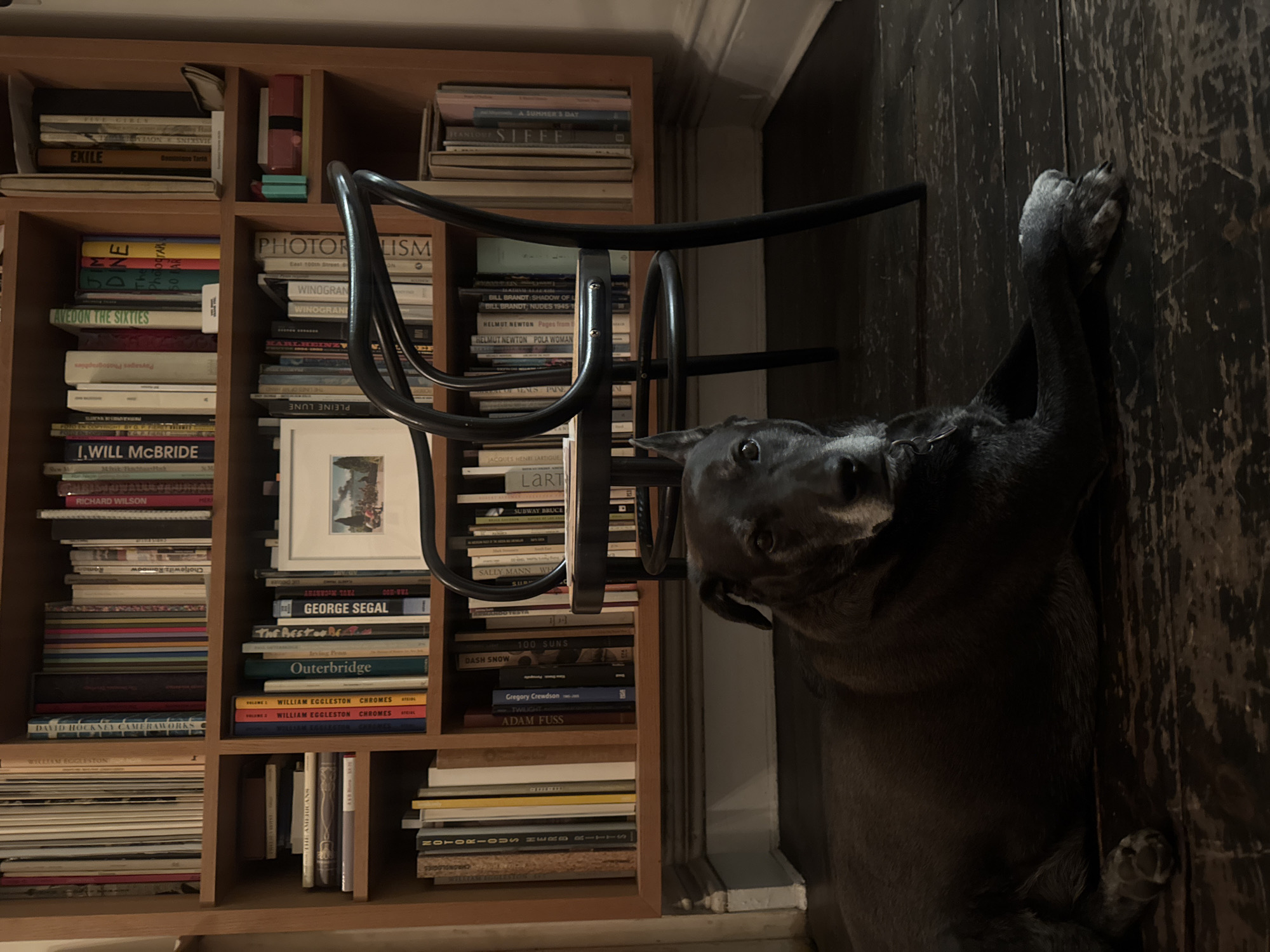 The image shows a bookshelf filled with books, a black chair, and a black dog lying on its side. The bookshelf is made of light brown wood and contains books arranged vertically on multiple shelves. The books have various titles and colors. A black chair with curved armrests is placed in front of the bookshelf. A black dog lies on its side on the floor to the right of the bookshelf. The dog's paws are visible against a dark, textured floor.
The inscription "East 100th Street, New York" on one of the books (Photorealism) indicates the location of this scene, suggesting it might be a home or office in the East 100th Street area of New York City.