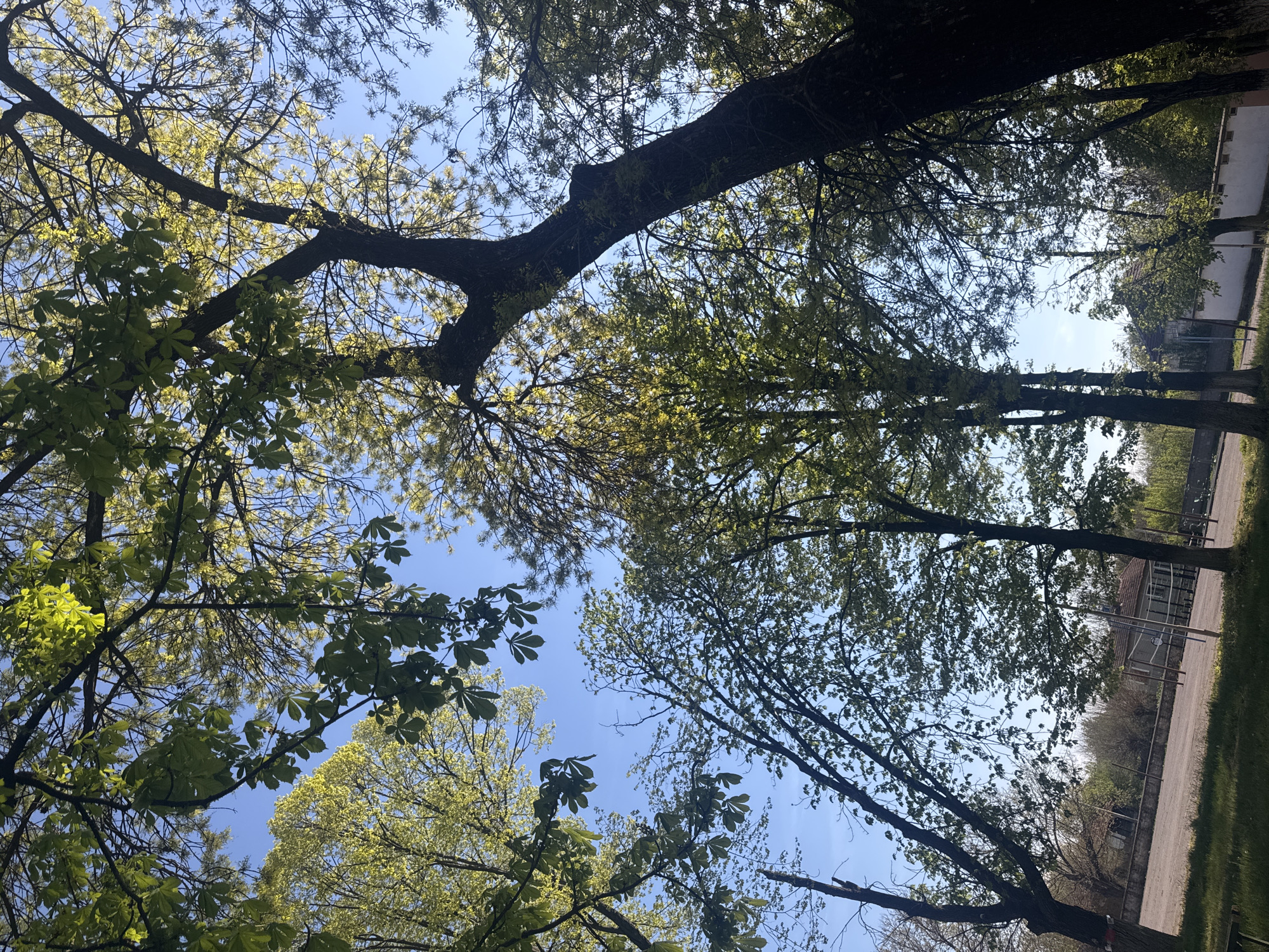 The image, taken from a low angle, shows treetops against a blue sky. The location is likely in Lehchevo, Bulgaria. The trees exhibit varying stages of leaf development, with some showing new green foliage and others appearing bare. In the background, a fence and a building are visible, suggesting an urban or suburban setting. There are no people visible in the image. The environment suggests a park or wooded area in the town.