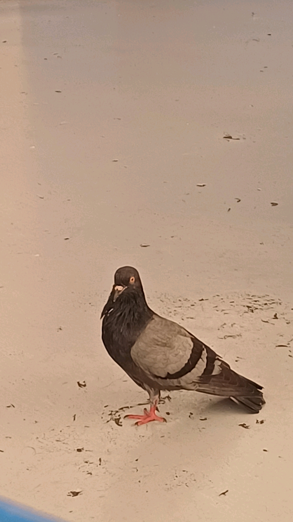 A medium shot captures a pigeon standing on a light-colored, sandy ground with scattered debris. The pigeon is facing forward, with its head slightly tilted to the left and its bright orange eye visible. Its dark gray neck feathers are ruffled, contrasting with its lighter gray back and wings, which are marked with darker bands. The bird's pink legs and feet are clearly visible. The background is an out-of-focus, uniform light brown, suggesting an outdoor urban setting, possibly in George Town, Malaysia. There are no people or other animals in the frame.
