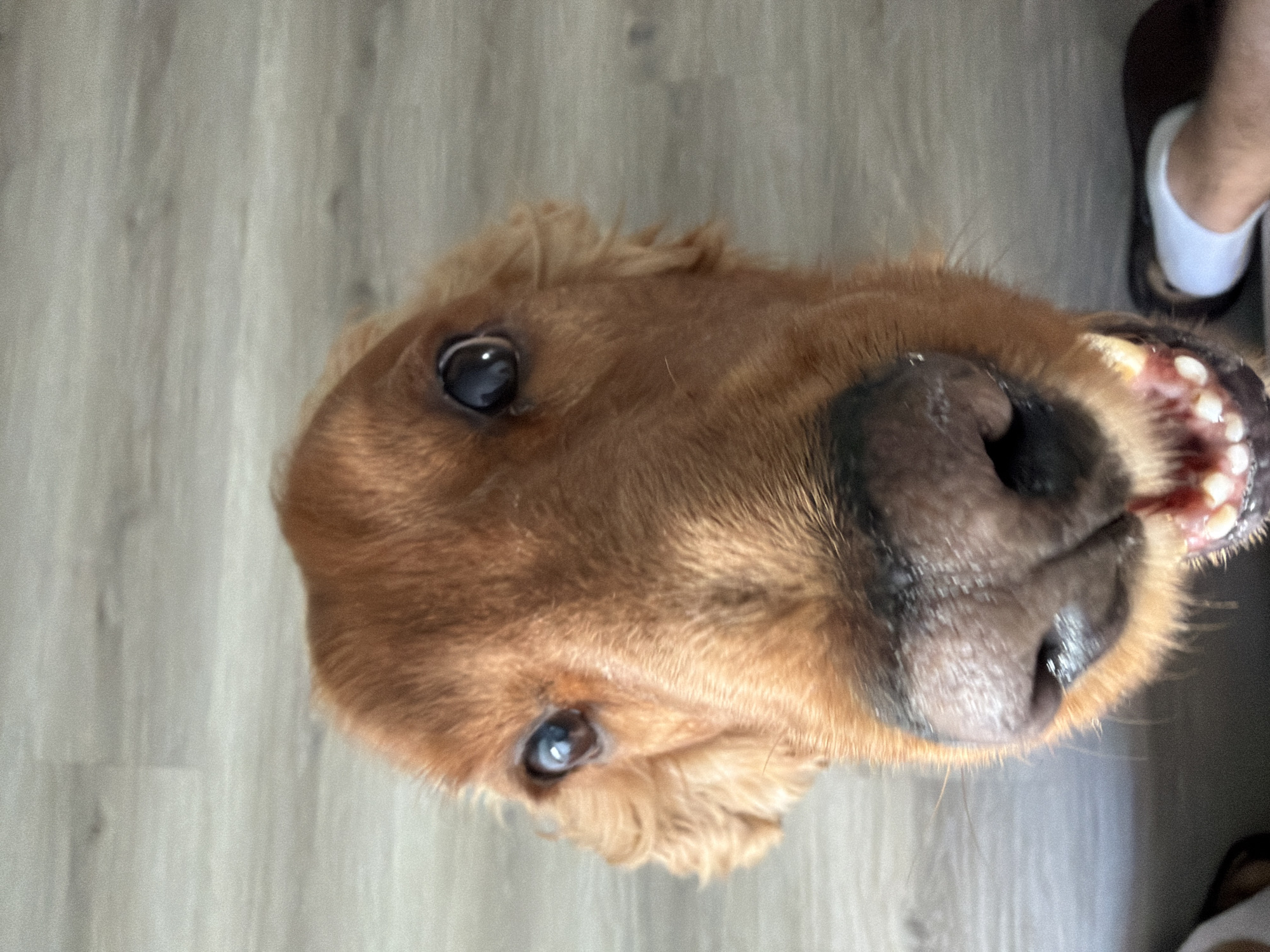 The image is a close-up, slightly upward-angled shot of a golden retriever's face. The dog's fur is a warm, reddish-brown. Its eyes are wide and dark, with reflections of light visible. The nose is dark and moist, with visible whiskers. The dog's mouth is open, revealing its teeth and gums. The background appears to be a light-colored wooden floor. There are no identifiable landmarks or features that would place this image in Łódź, Poland. The scene is indoors, likely a residential setting.