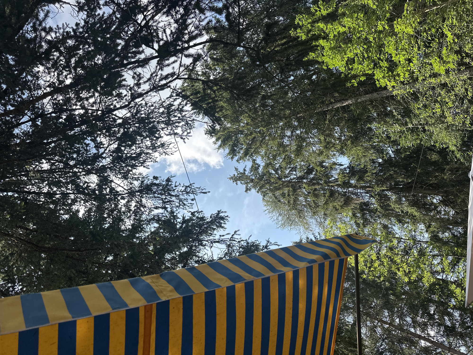 The image, taken on a sunny day, looks up through trees towards a bright blue sky dotted with white clouds. In the foreground, a portion of a yellow and blue striped awning is visible on the left side. The awning appears to be attached to a metal pole or support structure. The background is dominated by dense green trees, likely conifers, with some lighter green foliage interspersed. The scene suggests an outdoor setting, possibly a park, campground, or garden area within or near Borno, Italy, given the reference to that location. No people or specific actions are depicted. The overall impression is one of natural beauty and leisure under a clear sky.