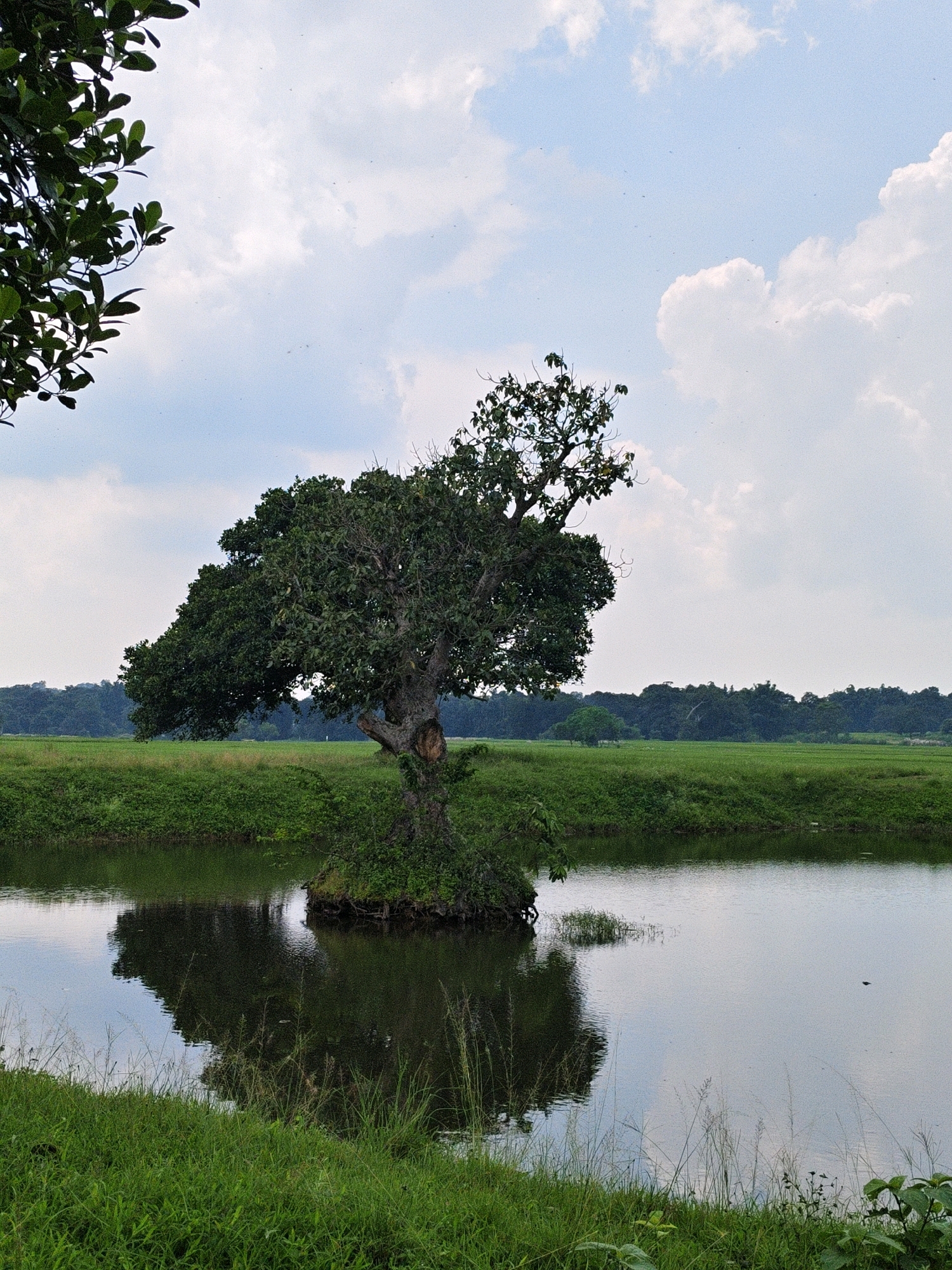 This is a photograph of a large, mature tree standing on a small island in the middle of a body of calm water, possibly a pond or a slow-moving river. The tree is lush with dark green foliage and has a thick, gnarled trunk. Its branches spread wide, with some extending over the water. The island itself is covered in dense greenery, with the tree's roots likely anchoring it.
The water reflects the tree and the sky, creating a mirror image that is slightly distorted by ripples. The surrounding environment is a verdant landscape. To the left of the water, a grassy bank is visible, with more green vegetation extending into the distance. Beyond this, a flat, green field stretches towards a backdrop of dense trees and foliage, forming a natural horizon. The sky above is partly cloudy, with patches of blue sky interspersed with soft, white clouds. The overall impression is one of natural tranquility.
The photograph is taken from a slightly elevated perspective, looking across the water towards the island and the landscape beyond. The light suggests it is daytime, possibly late morning or afternoon, with diffused light from the sky. The image is sharp and clear, capturing the textures of the leaves, bark, water, and grass.
There are no people visible in the photograph. The scene appears to be a natural setting, possibly in a rural area. While the prompt mentions Sosai, India, the image itself does not contain any specific landmarks or indicators that definitively place it in that location. It depicts a scene that could be found in many areas with similar natural characteristics.