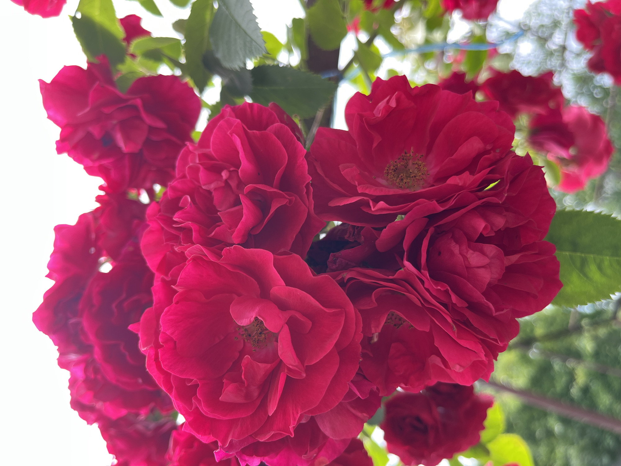 A close-up, upward-facing shot captures a cluster of vibrant, deep red roses in full bloom. The petals are richly textured with soft folds and delicate veins, some revealing hints of yellow stamens at their centers. The roses are lush and abundant, with several layers of petals creating a sense of depth and fullness. Green leaves, some appearing slightly out of focus, are interspersed among the blossoms, adding a natural contrast to the vivid red. The background is a soft blur of bright white at the top, suggesting a bright, overcast sky, and a bokeh of green and white further down, indicating foliage and perhaps other flowers or decorative elements. The overall impression is one of natural beauty and a profusion of floral life. The scene is set outdoors, likely in a garden or park, with no specific identifiable landmarks to pinpoint a location within Kalynivka, Ukraine. No people or actions are depicted.