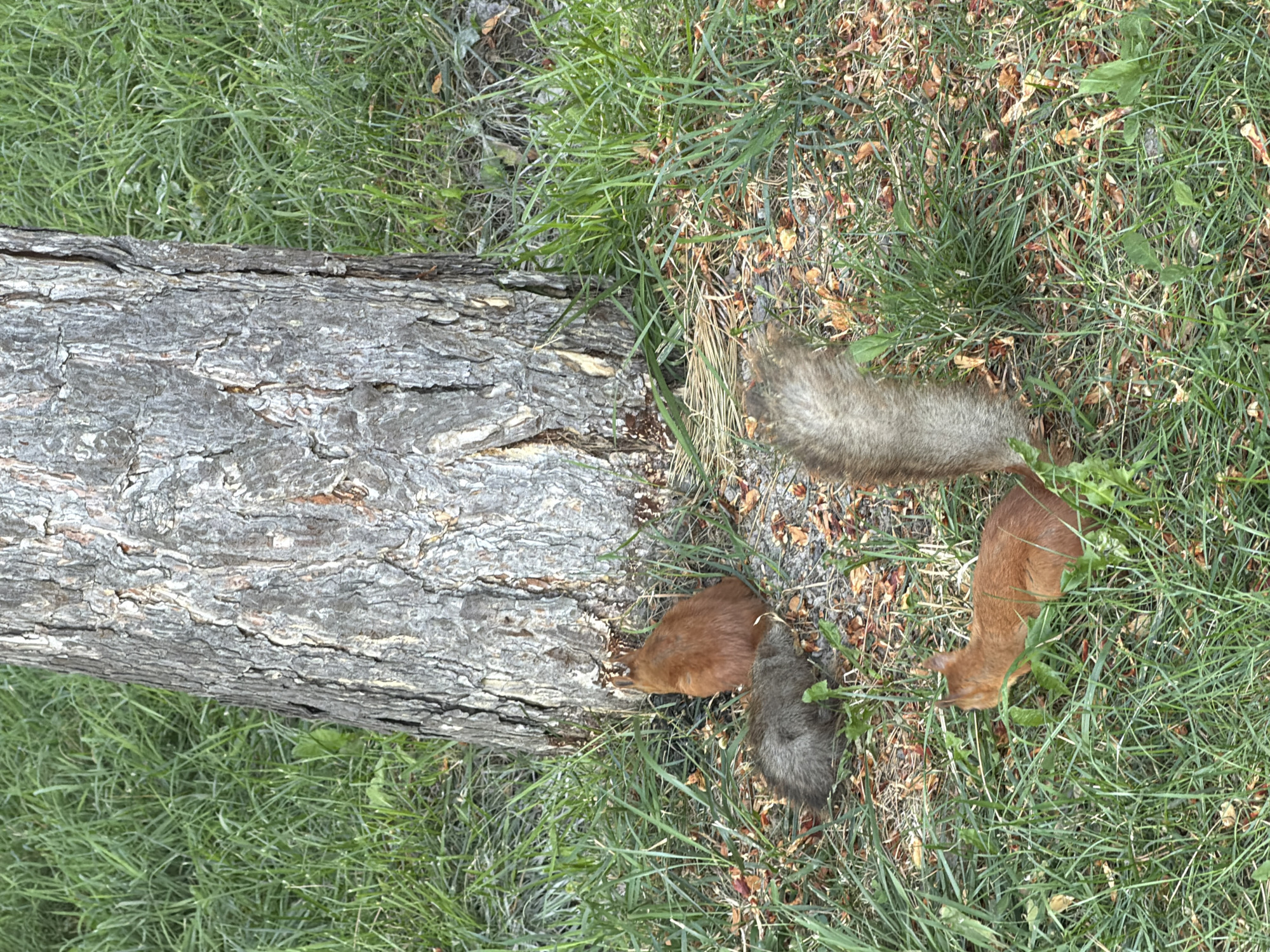 This image shows three squirrels near the base of a tree trunk on a grassy area. One squirrel, reddish-brown, is facing away from the viewer and is partially obscured by grass. Another squirrel, also reddish-brown, is facing left and foraging in the grass. A third squirrel, grayish-brown, is lying down in the grass and appears to be resting or eating. The ground is covered with green grass, fallen leaves, and small debris. The tree trunk is large and textured with gray bark. The lighting suggests it is daytime.