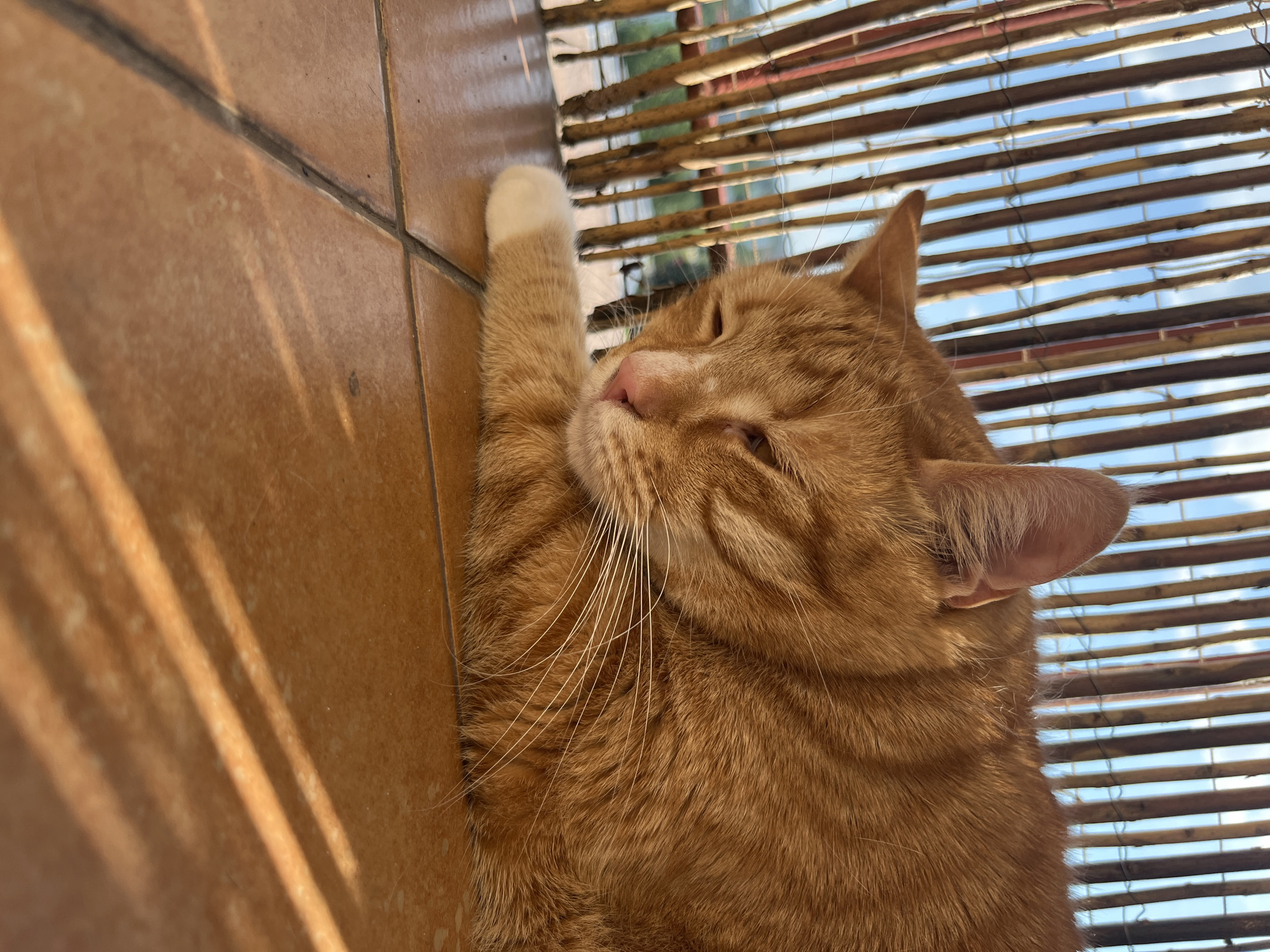 An orange tabby cat with white-tipped paws is resting on a tiled floor. The cat is lying on its side with its eyes partially closed, appearing relaxed. The background consists of a bamboo-like fence with sunlight filtering through, creating striped shadows on the floor. Beyond the fence, a blue sky with some clouds and greenery can be seen, suggesting an outdoor setting, possibly a balcony or patio. The image does not contain any specific indicators of the city of Zabrze, Poland.
