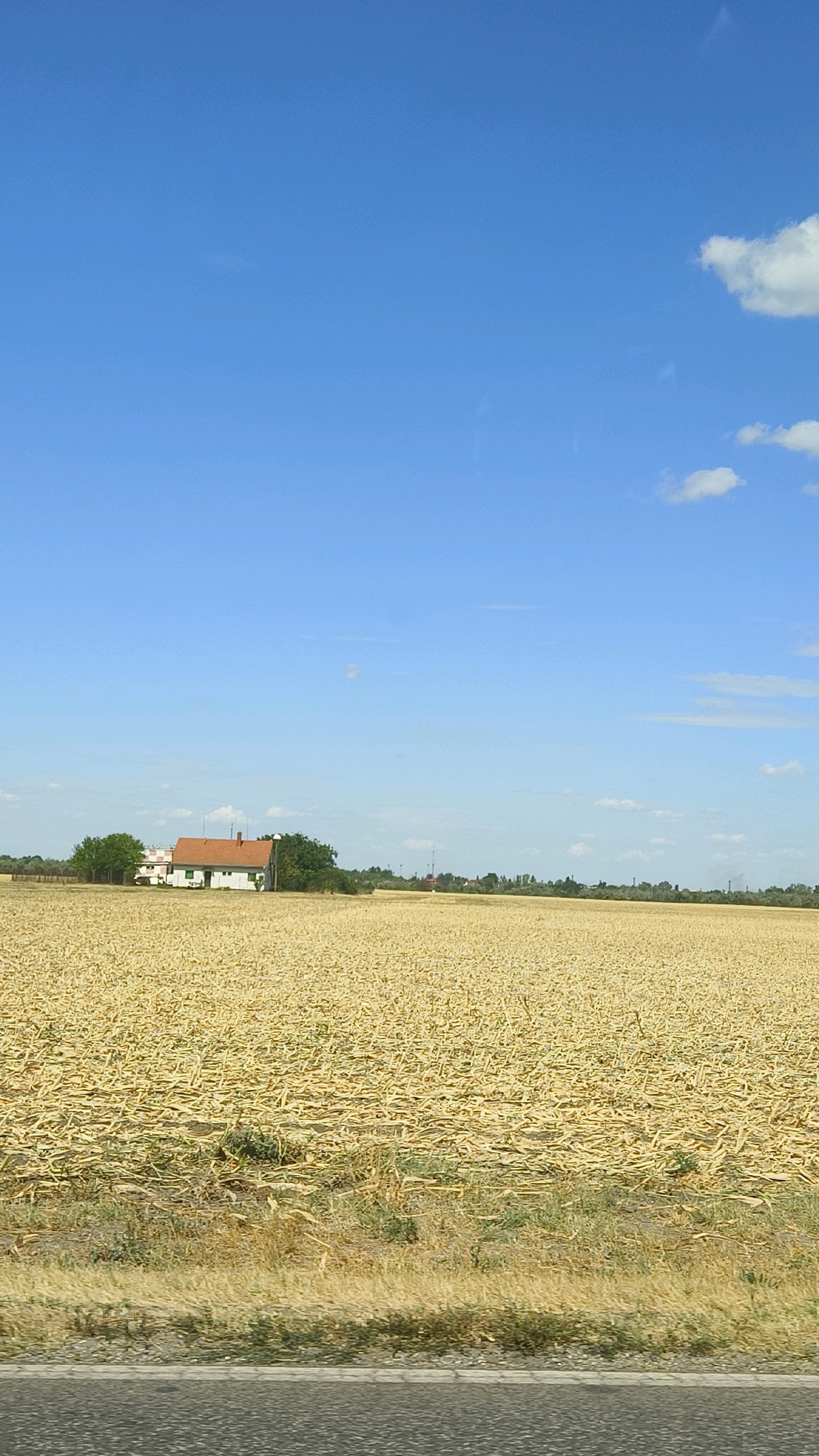 A full vertical shot depicts a landscape under a bright blue sky with scattered white clouds. In the mid-ground, a field of dried, light-yellow stalks stretches towards the horizon. A white building with a reddish-brown roof, likely a house, is situated on the left side of the frame, surrounded by green trees. A paved road runs along the bottom of the image. The scene is likely located in the outskirts of Szeged, Hungary, given the flat terrain and agricultural fields characteristic of the region. No people or animals are visible in the frame.