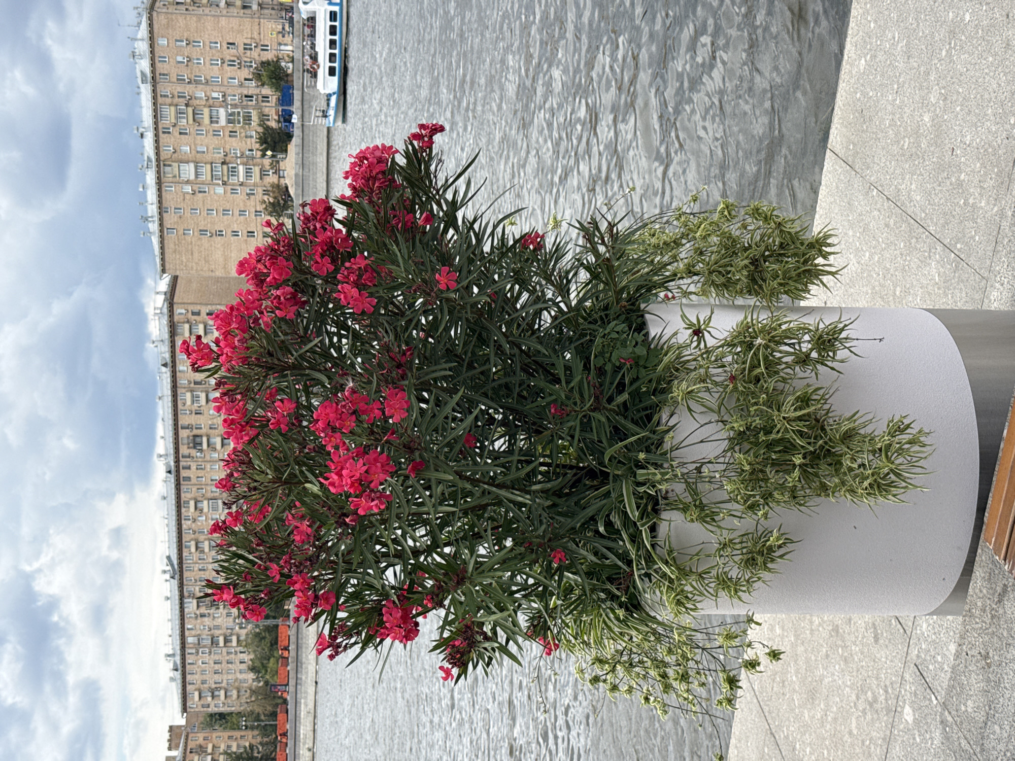 A large white planter contains a vibrant pink oleander plant with cascades of green spider plants. The planter sits on a grey stone embankment next to a body of water, likely a river. In the background, a row of beige, Soviet-era apartment buildings lines the opposite bank. A white and blue boat with people onboard navigates the water. The sky is overcast with grey clouds. The scene appears to be a riverside promenade in Moscow, Russia.