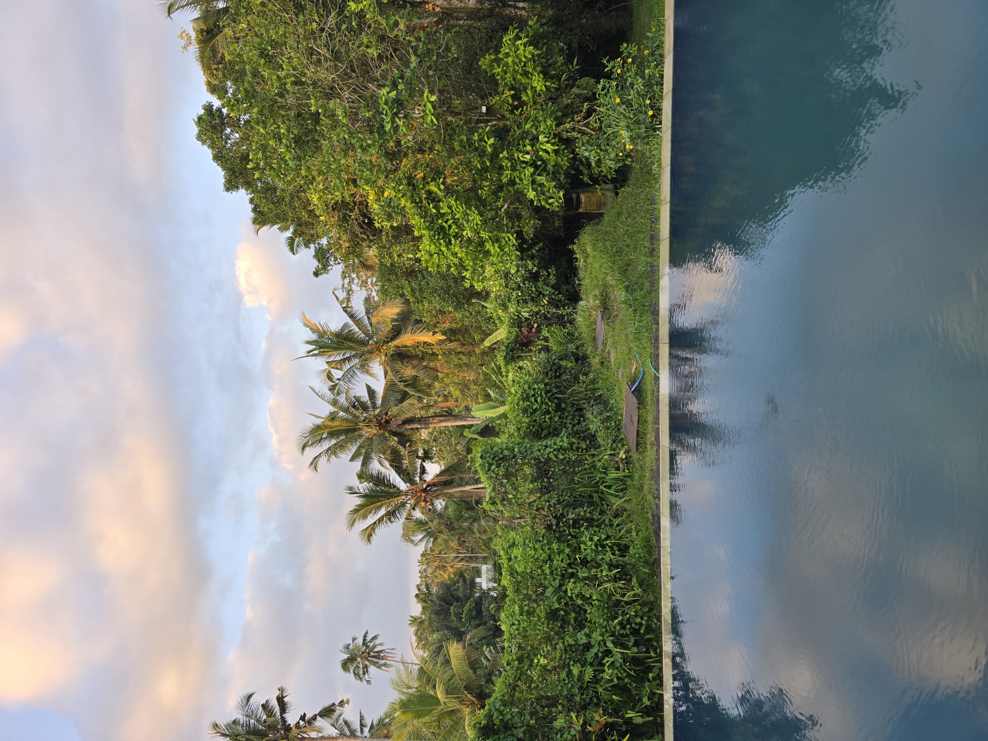 An outdoor landscape captured during either dawn or dusk features a tranquil swimming pool alongside lush tropical vegetation. The dominant subjects are the expansive dark blue-green pool, which occupies the right half of the image, and the dense, vibrant greenery bordering it on the left. The pool's surface perfectly mirrors the soft, partly cloudy sky above, showing reflections of light blue and warm, pinkish-orange clouds.
Along the immediate edge of the pool, a strip of well-maintained green grass is visible, with a small blue hose resting on it. Beyond the grass, a thick, verdant wall of tropical foliage rises, composed of various trees and bushes with rich green leaves. Numerous tall coconut palm trees, with their characteristic fronds, are interspersed throughout this greenery and extend into the sky.
The soft, warm light illuminating parts of the foliage and coloring the clouds suggests either an early morning or late afternoon setting, creating a peaceful and serene atmosphere. No people or specific activities are visible, emphasizing the natural beauty and tranquility of the scene. There is no visible text in the image. The presence of numerous coconut palms strongly hints at a tropical or subtropical location.