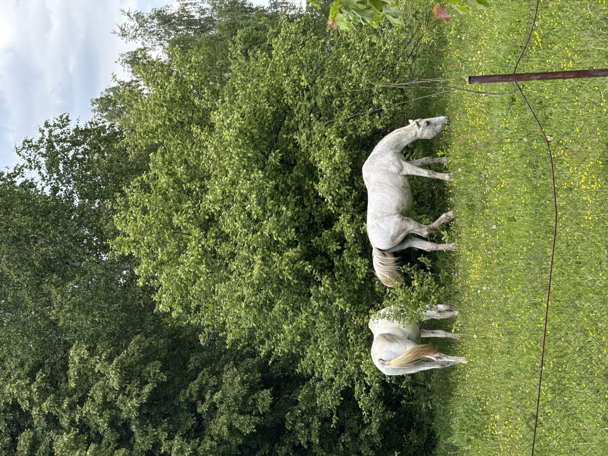 The scene depicts a green meadow in Sapronovo, Russia. Two white horses are grazing on the grass. Lush green trees form the background. A section of a rusty metal fence is visible in the meadow. The sky is partially cloudy.