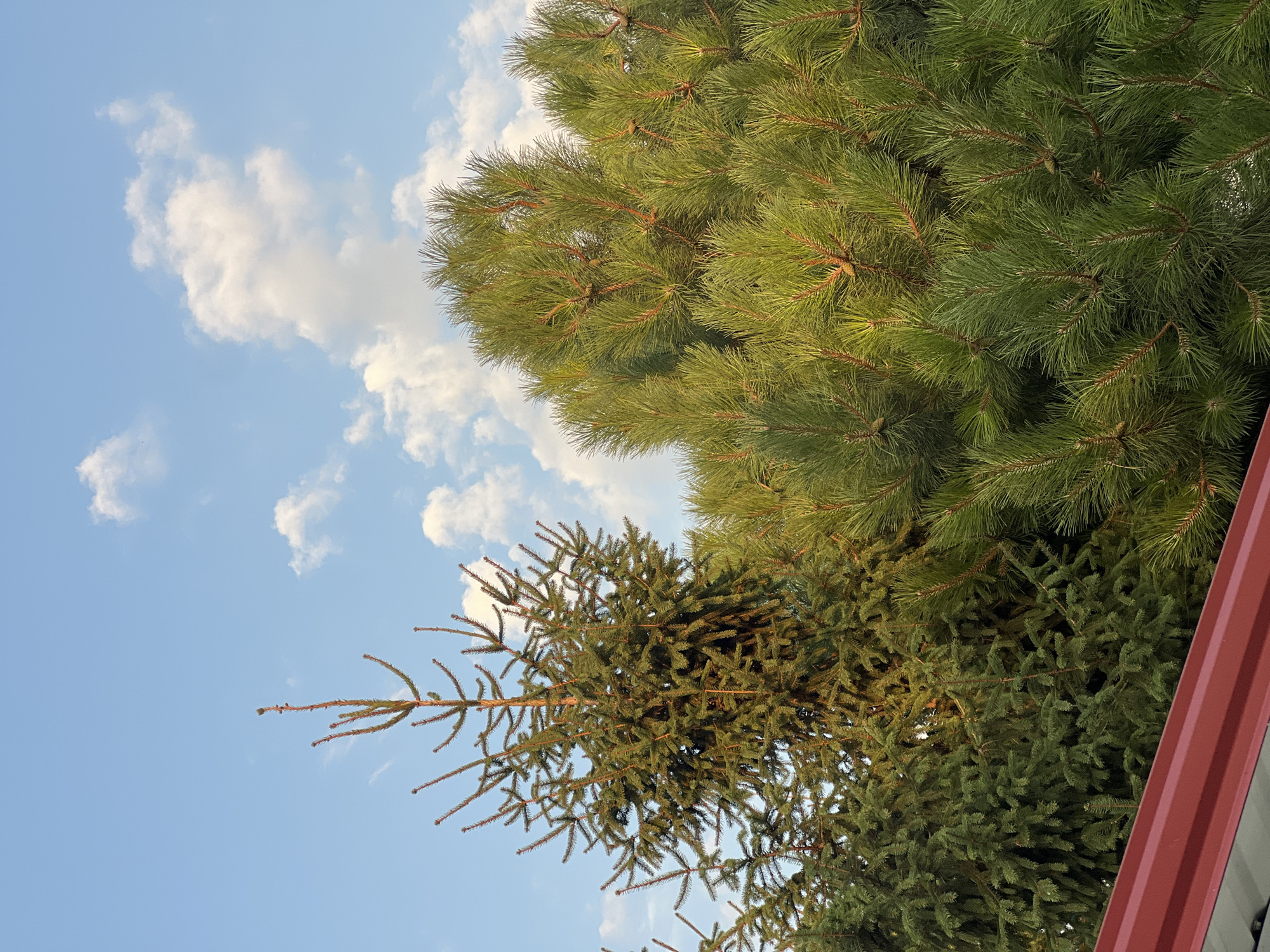 The image displays a close-up view of evergreen trees, specifically a tall spruce tree on the left and a dense pine tree on the right, set against a pale blue sky with scattered white clouds. A red metal roofline runs across the bottom left corner of the frame. The scene appears to be outdoors, likely in a residential or park area. The lighting suggests it is daytime, possibly late afternoon, with the sun illuminating the branches of the trees. There are no people or animals visible in the image. The specific location in Fontanka, Ukraine, cannot be determined from the visual information provided.