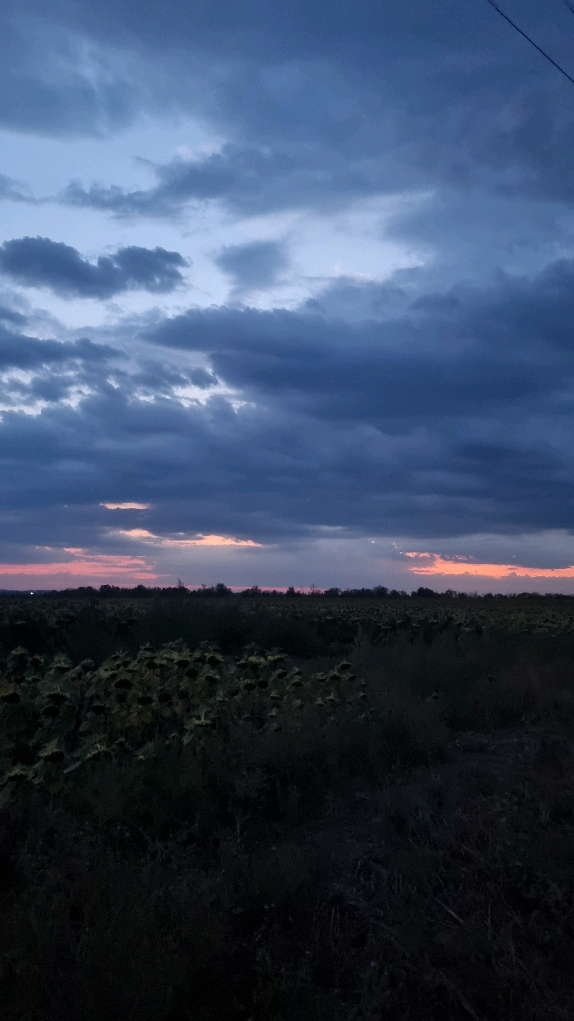 A vertical, medium-shot image captures a darkening twilight sky over a field of sunflowers. The sky is filled with dramatic, heavy clouds, ranging in color from deep indigo to lighter blues, with streaks of muted pink and orange appearing near the horizon. A thin, dark line, possibly a power line, runs diagonally from the upper right corner into the frame. Below the sky, a dense field of sunflowers stretches across the middle ground, their heads mostly turned downwards and appearing dark and shadowed. The foreground consists of dark, shadowy vegetation. The overall scene suggests a rural setting in the city of Smila, Ukraine, at dusk.