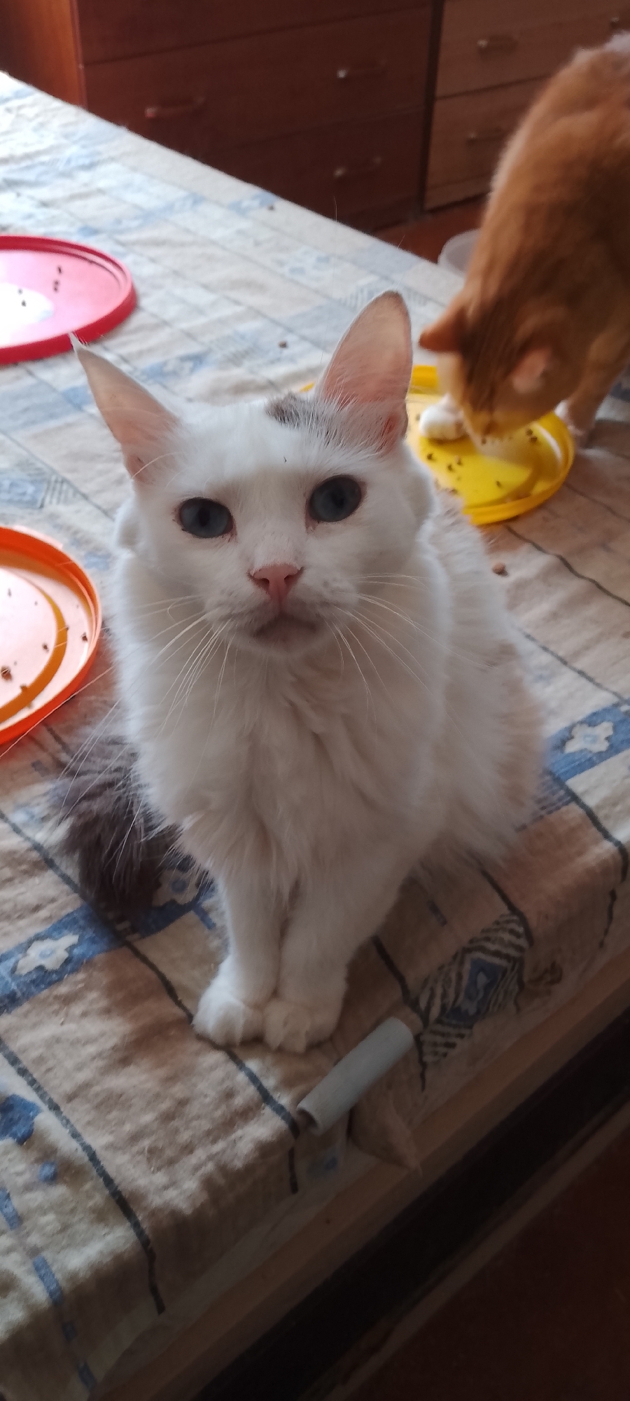The image shows a close-up of a white cat with blue eyes sitting on a patterned tablecloth. To the right of the white cat, an orange cat is partially visible, seemingly eating from a yellow plate. There are also two red and orange plates on the tablecloth. The scene appears to be indoors, likely on a table. There is no indication of a specific location within the city of Belgorod, Russia.